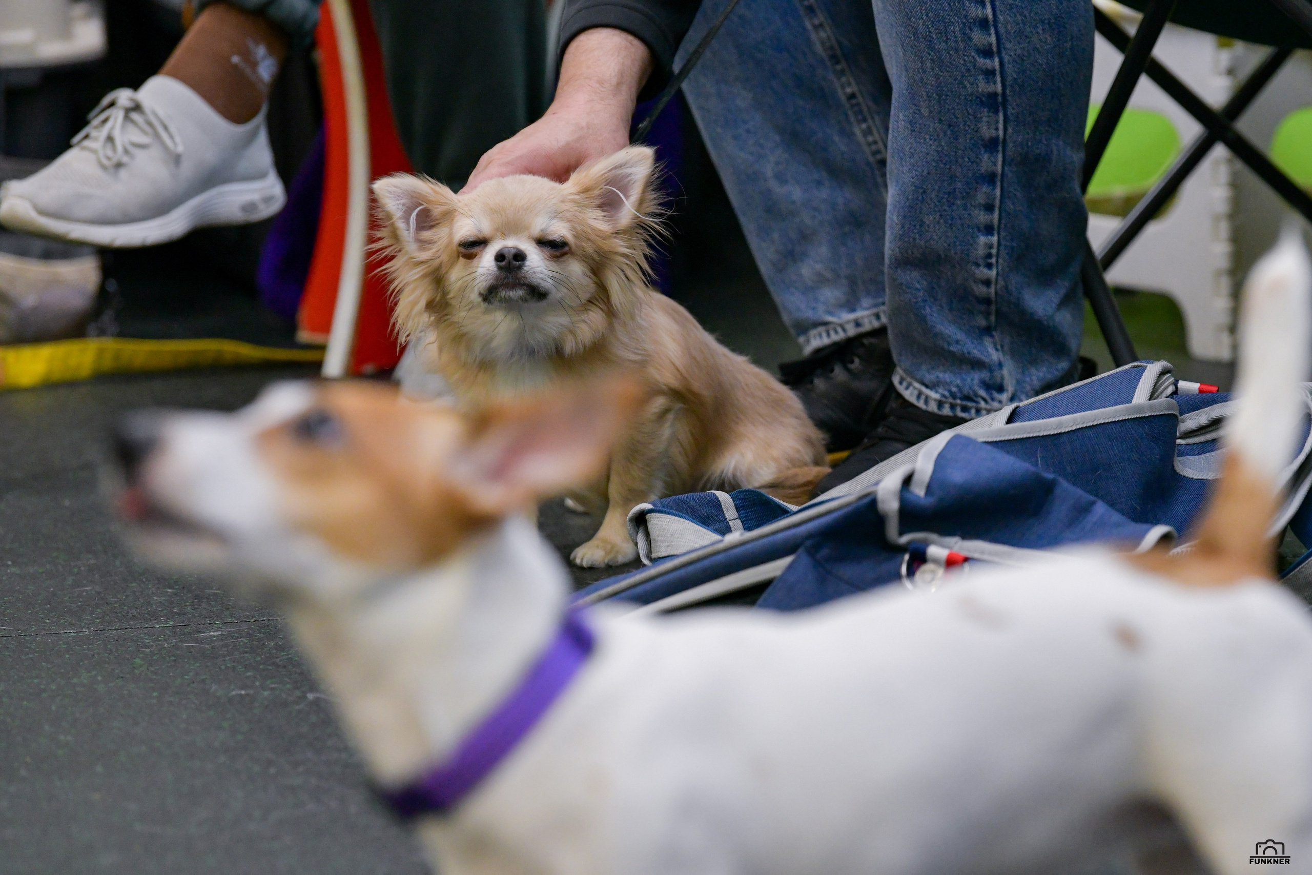Кинологический клуб «Бодрый хвост». Свой взгляд через объектив