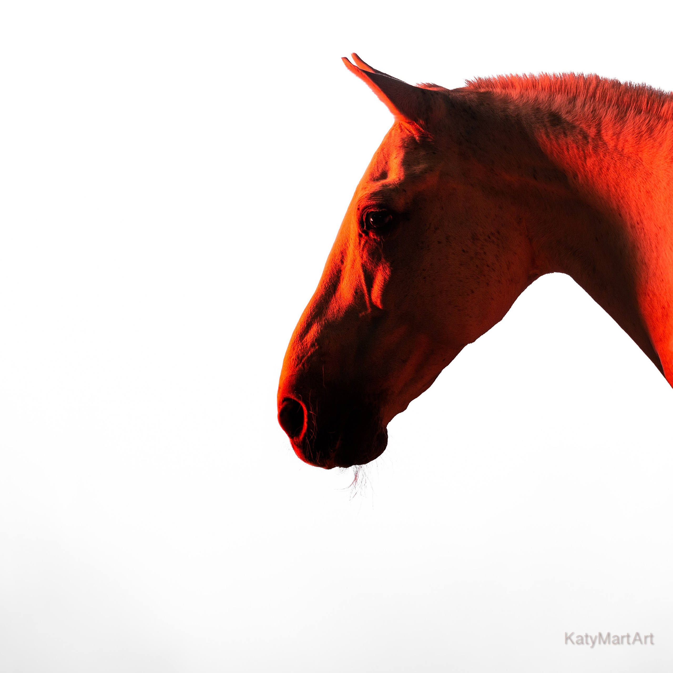 В красном. KatymartArt — Equine photography
