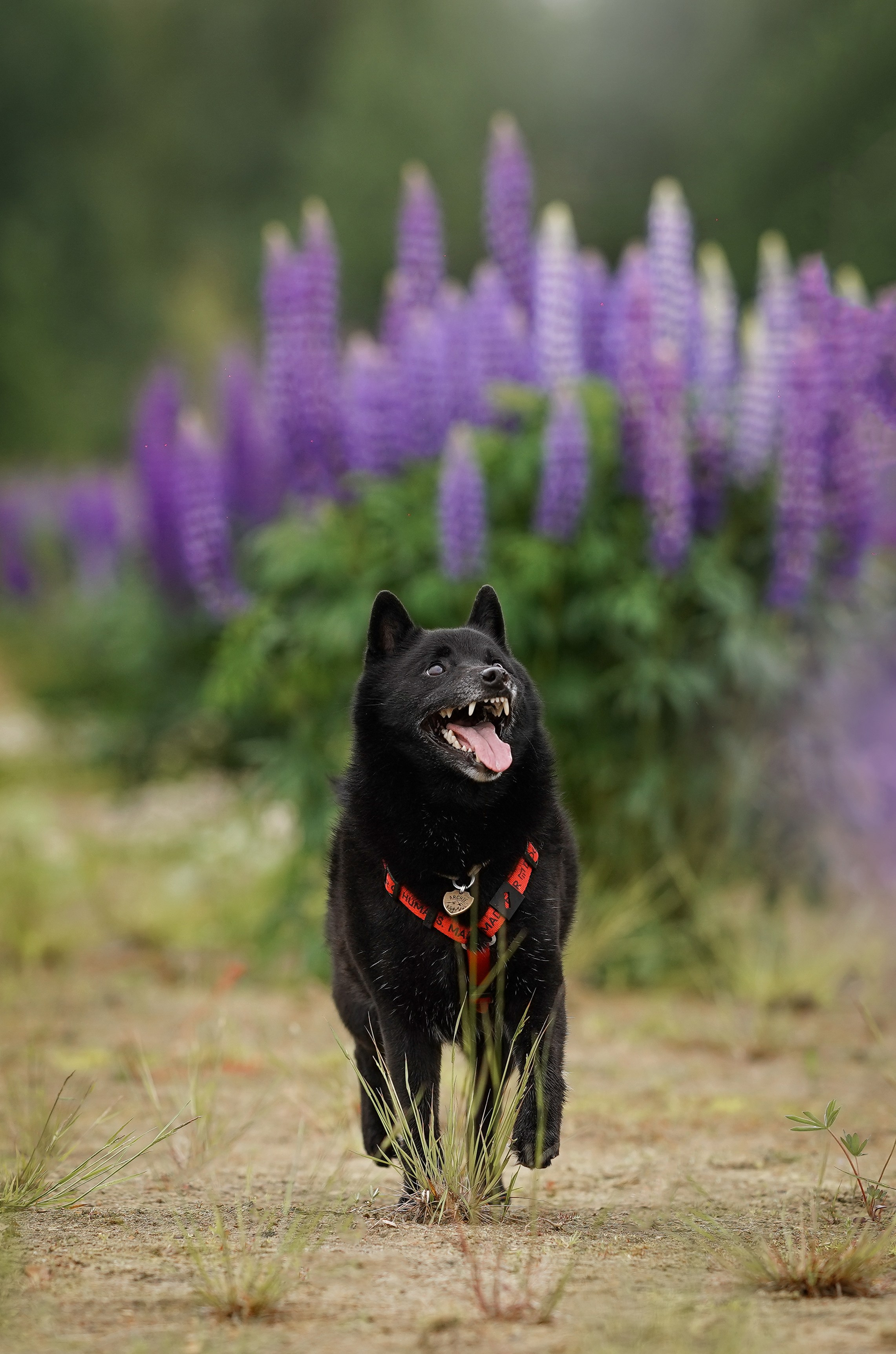 Аня Арчи и Панда в люпинах. Фотограф-анималист в Санкт-Петербурге Яна Мартынова