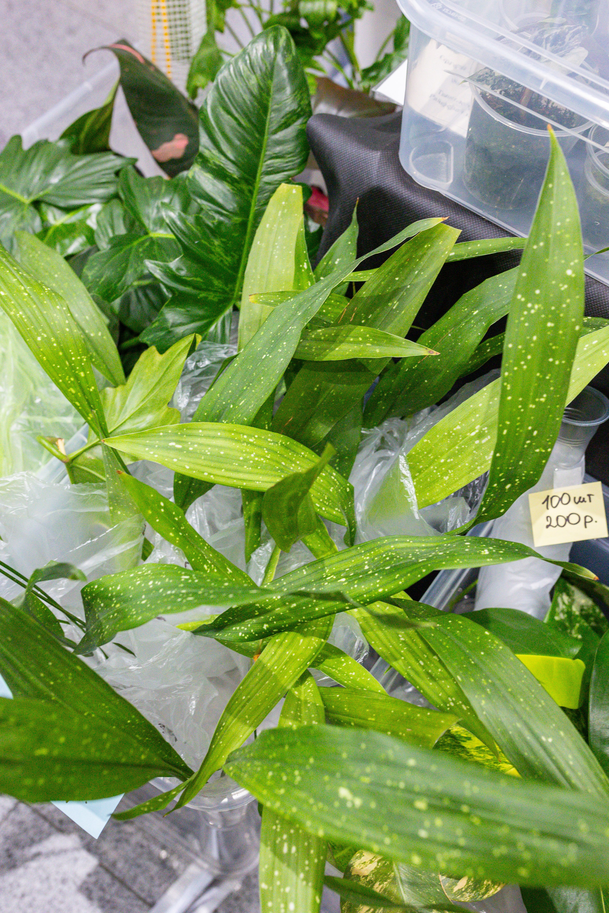 Монстериум 11–12 октября. Александра Куликова фотограф, Москва