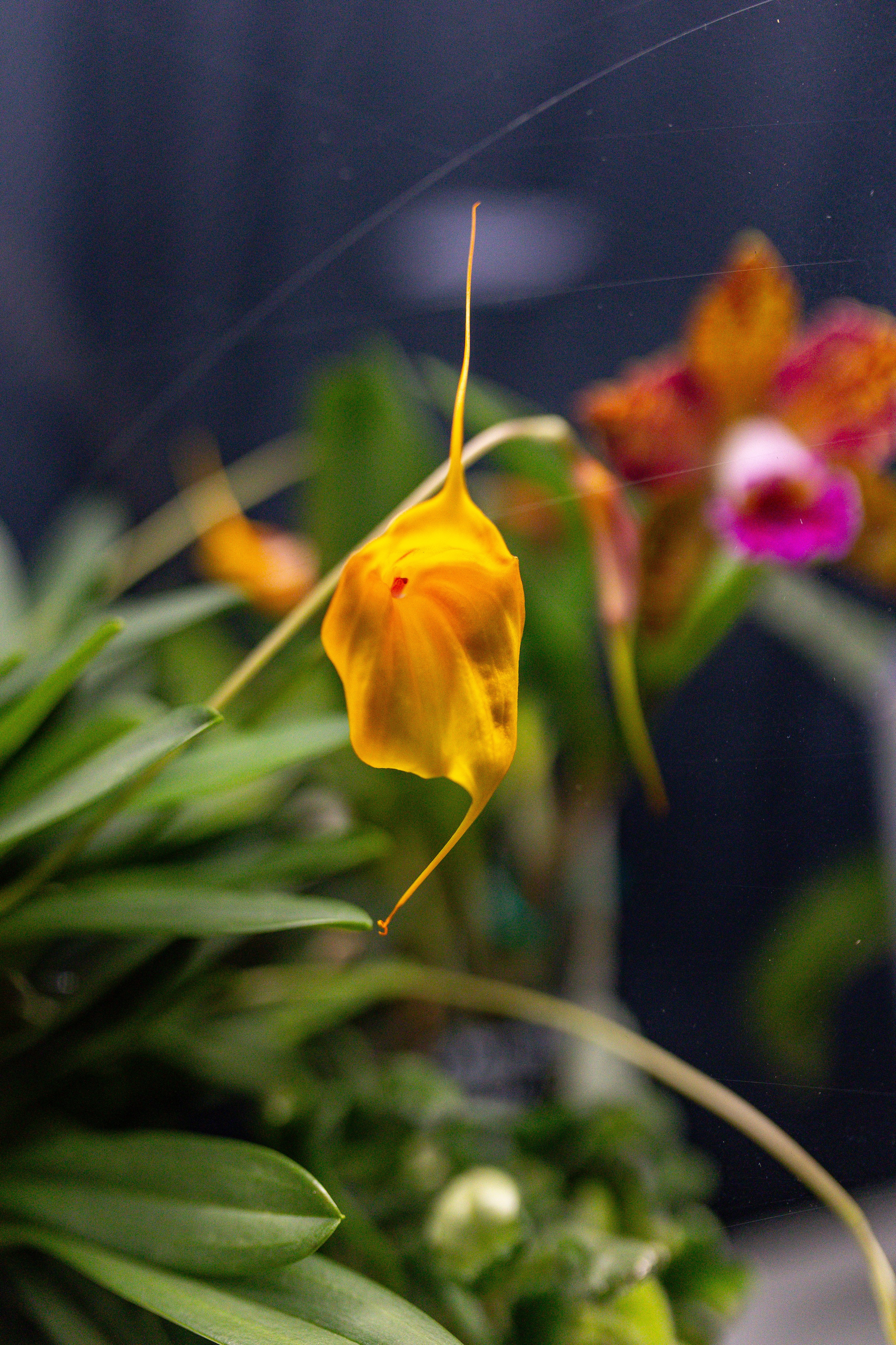 Орхидиум сентябрь 2025. Александра Куликова фотограф, Москва