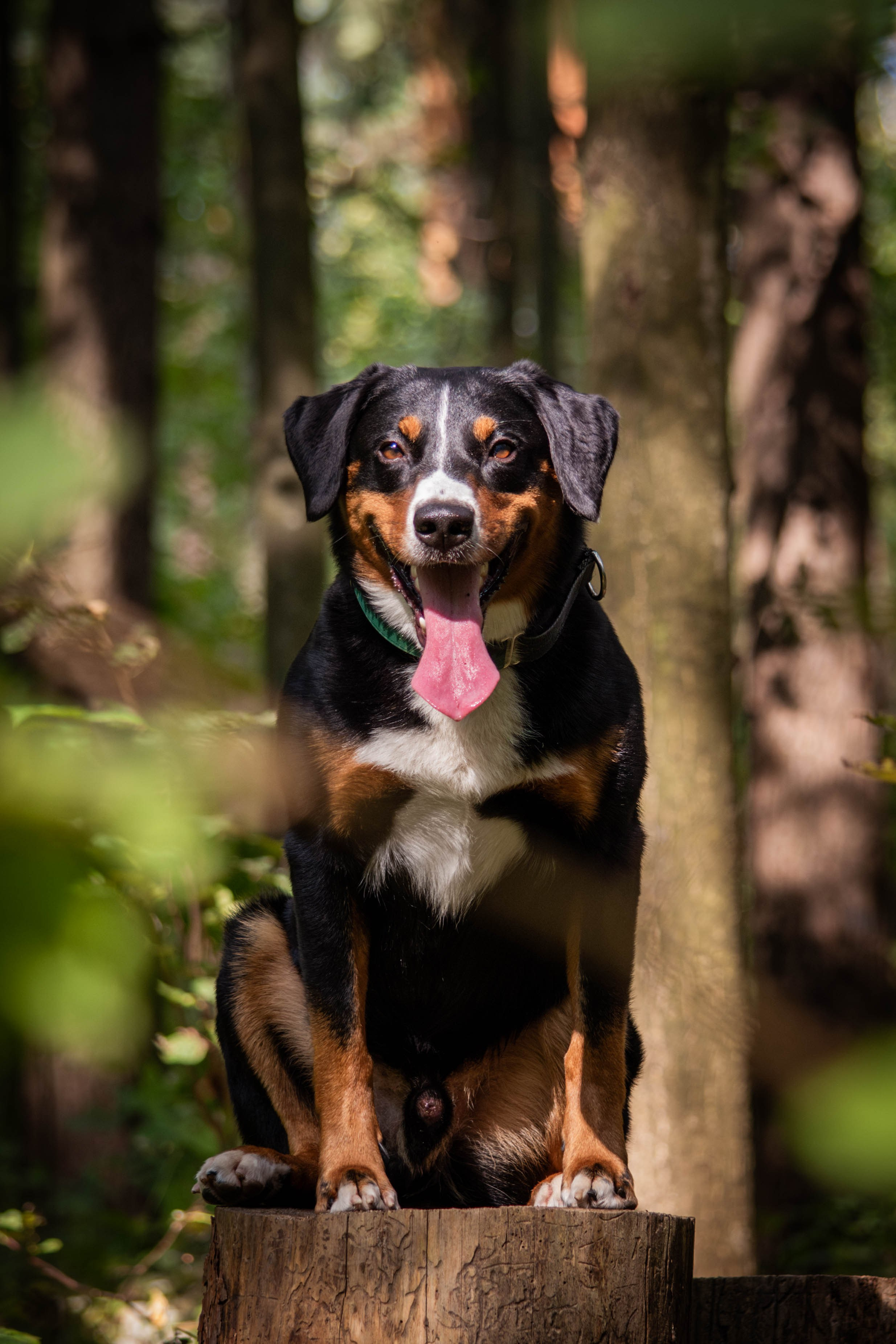 Микки и Юля. Фотограф Светлана Блинова, Москва и Московская область