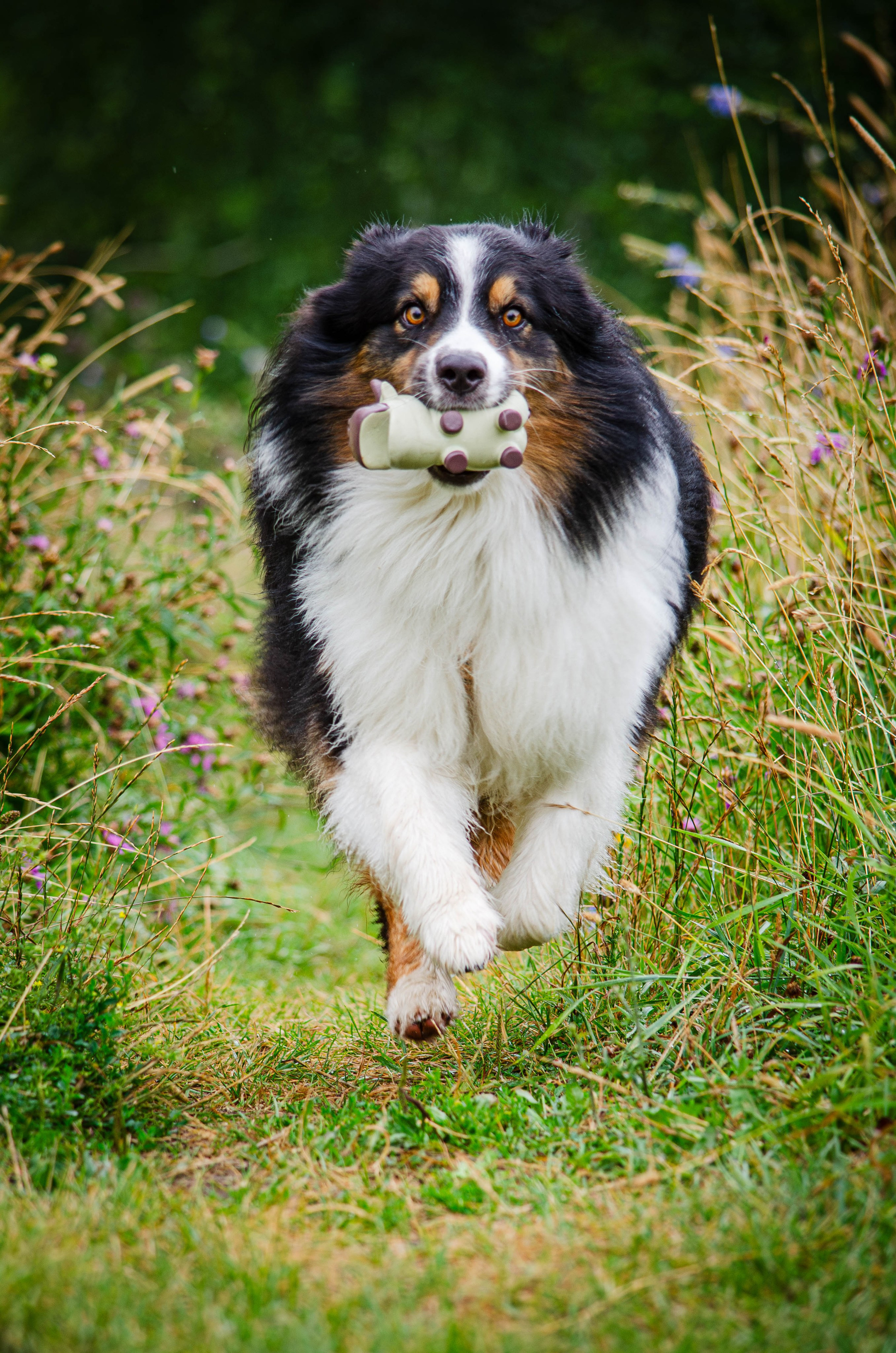 Арья и Оззи. Фотограф Светлана Блинова, Москва и Московская область