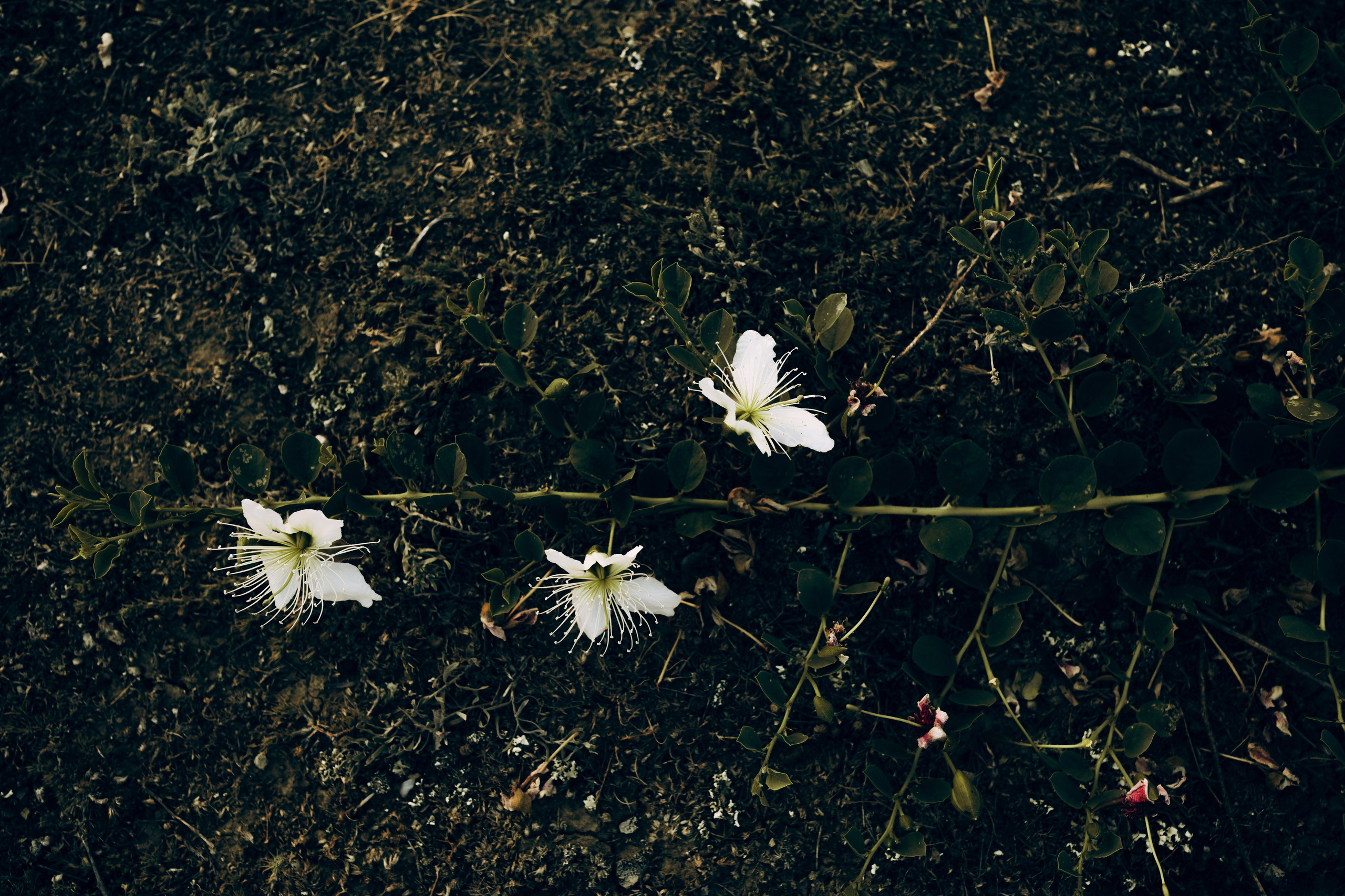 Саша и Крым. Свадебный фотограф в Орле Андрей Поляков