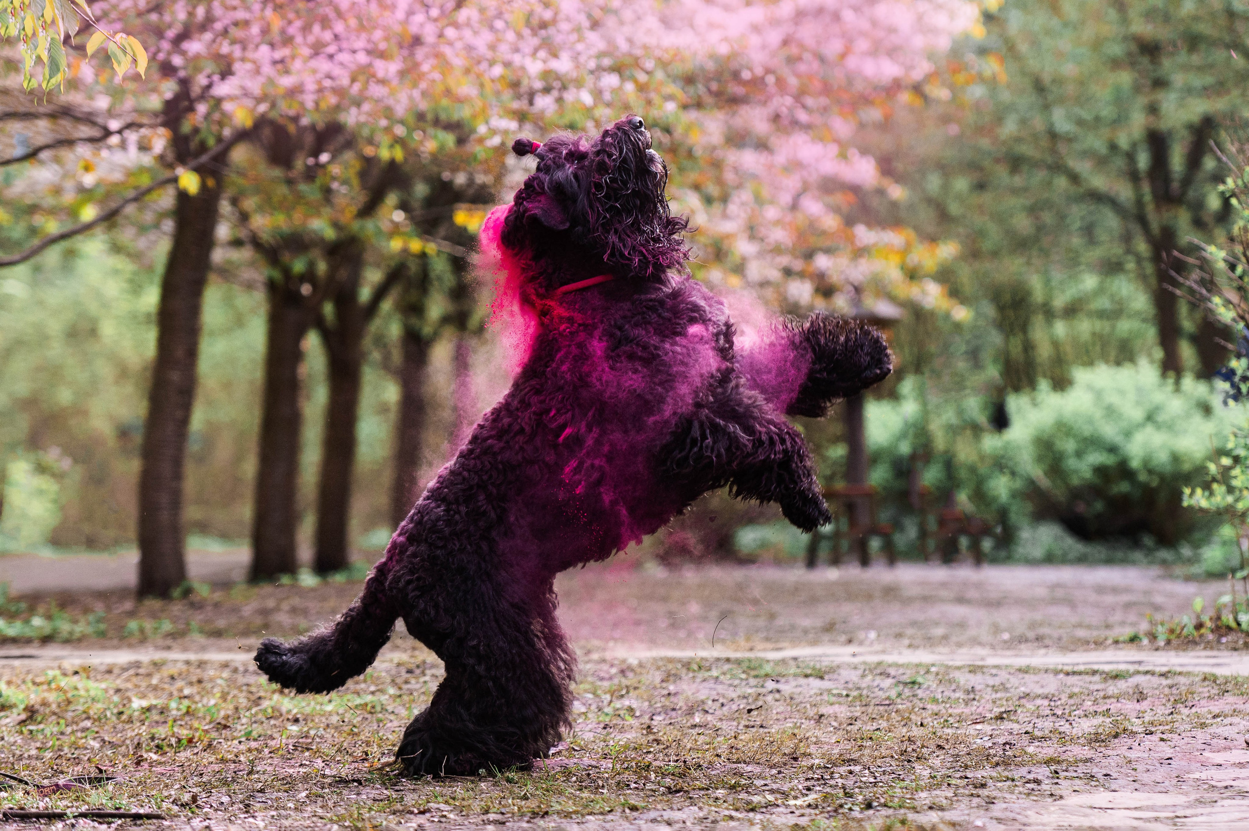 Черныши, сакура и краски холи. Фотограф-анималист