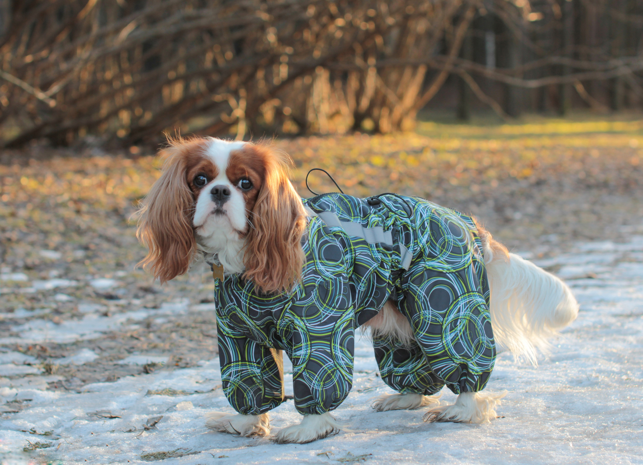 Животные. Детский и семейный фотограф в Санкт-Петербуре