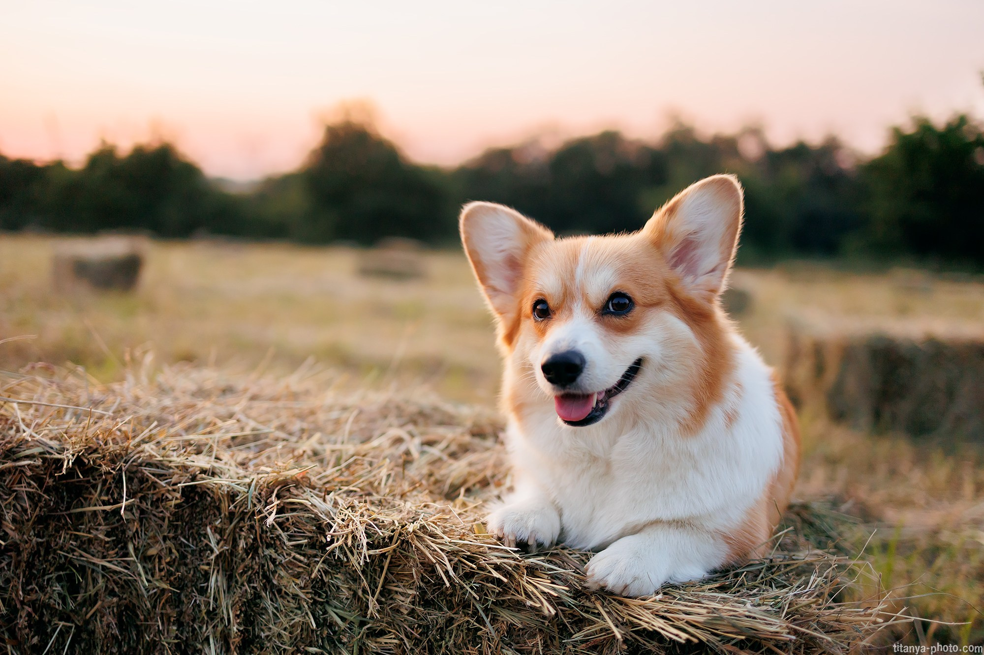 Собака на сене. Фотограф собак, фотограф-анималист Аня Титова (Titanya). Москва