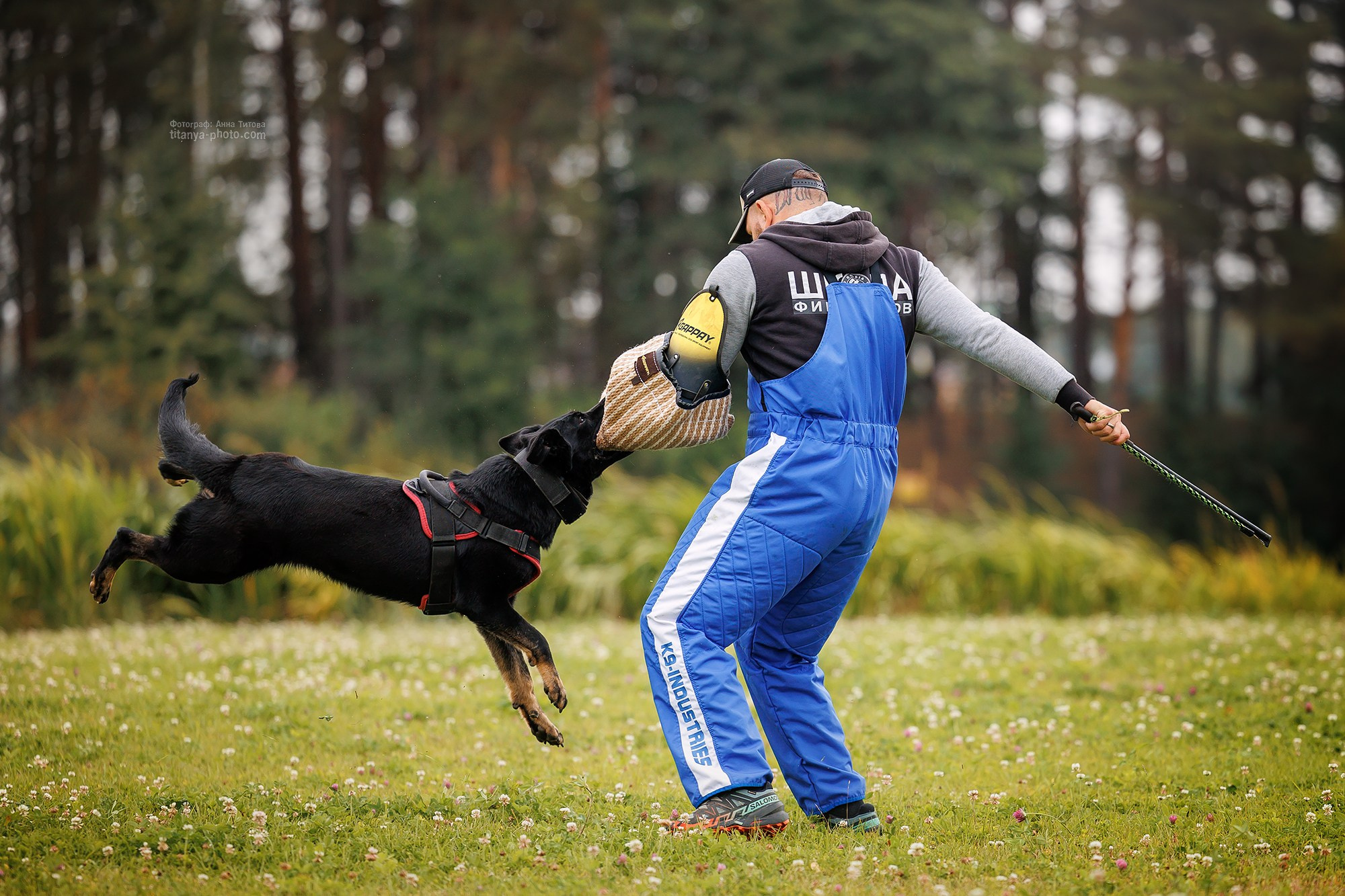 Тренировка по защите в питомнике немецких овчарок «Легенда Волги». Фотограф собак, фотограф-анималист Аня Титова (Titanya). Москва