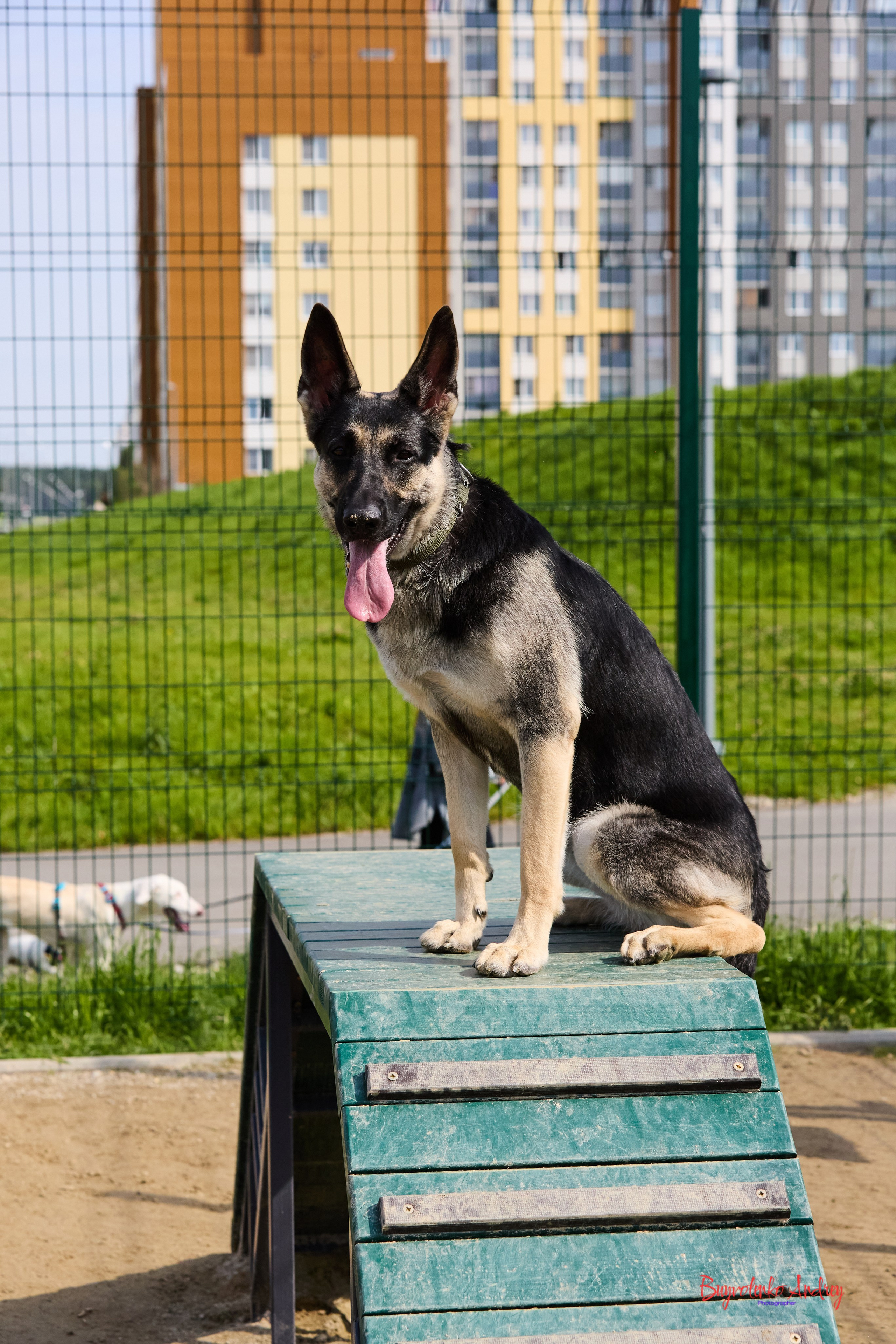 Проект фотопрогулка с хвостиком. Buyvolenko Andrey