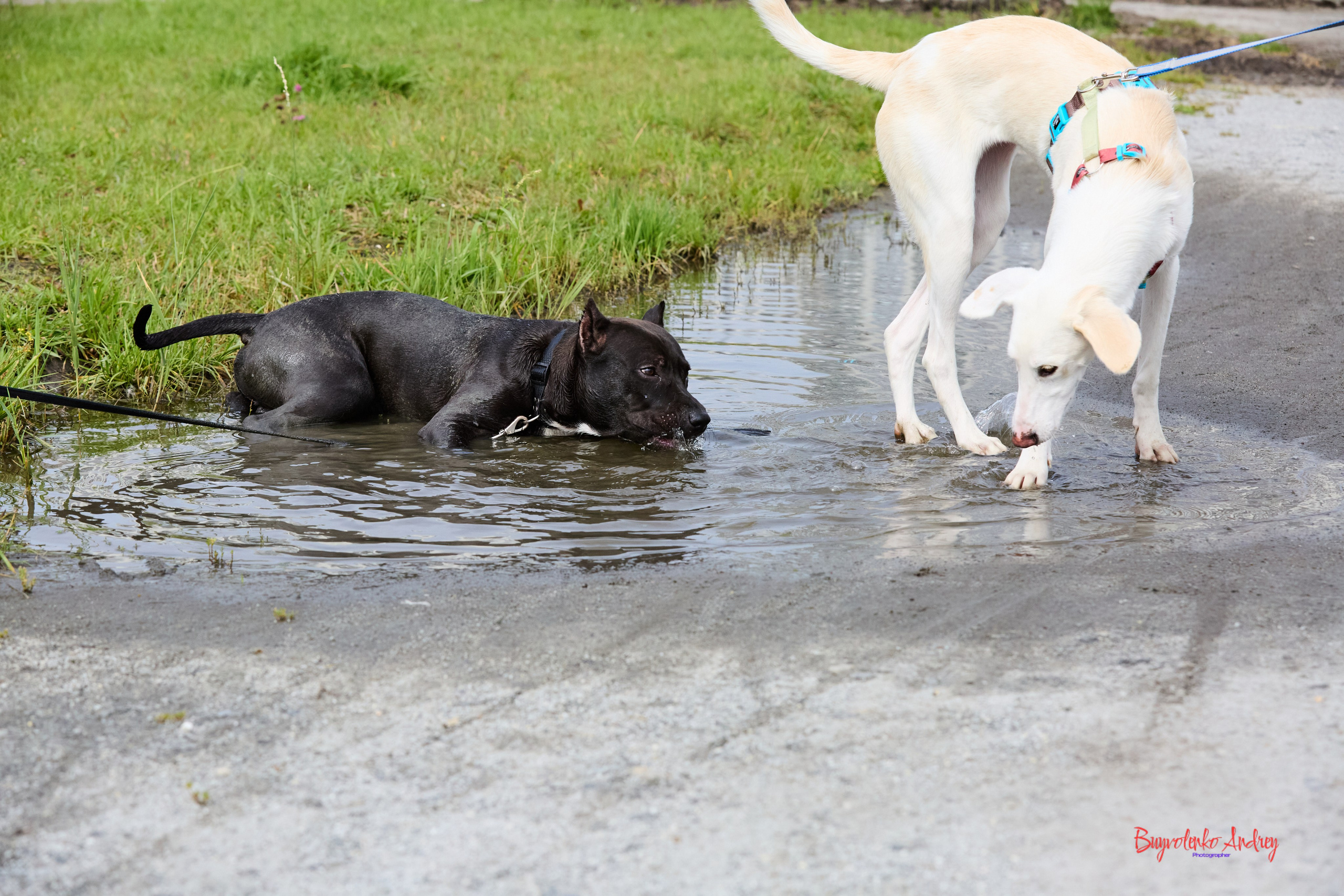 Проект фотопрогулка с хвостиком. Buyvolenko Andrey
