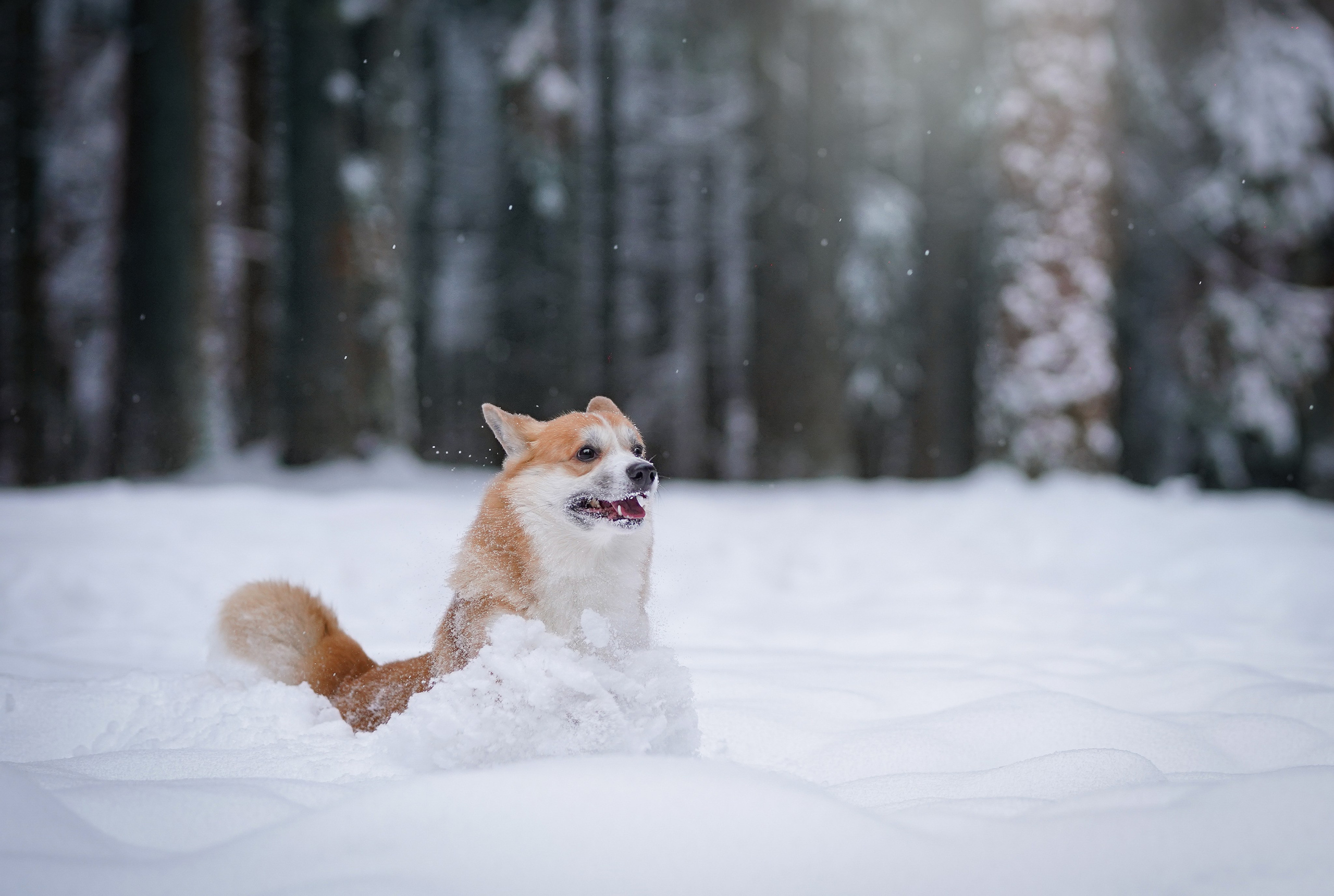 Катя Рокки и Честер. Фотограф-анималист в Санкт-Петербурге Яна Мартынова