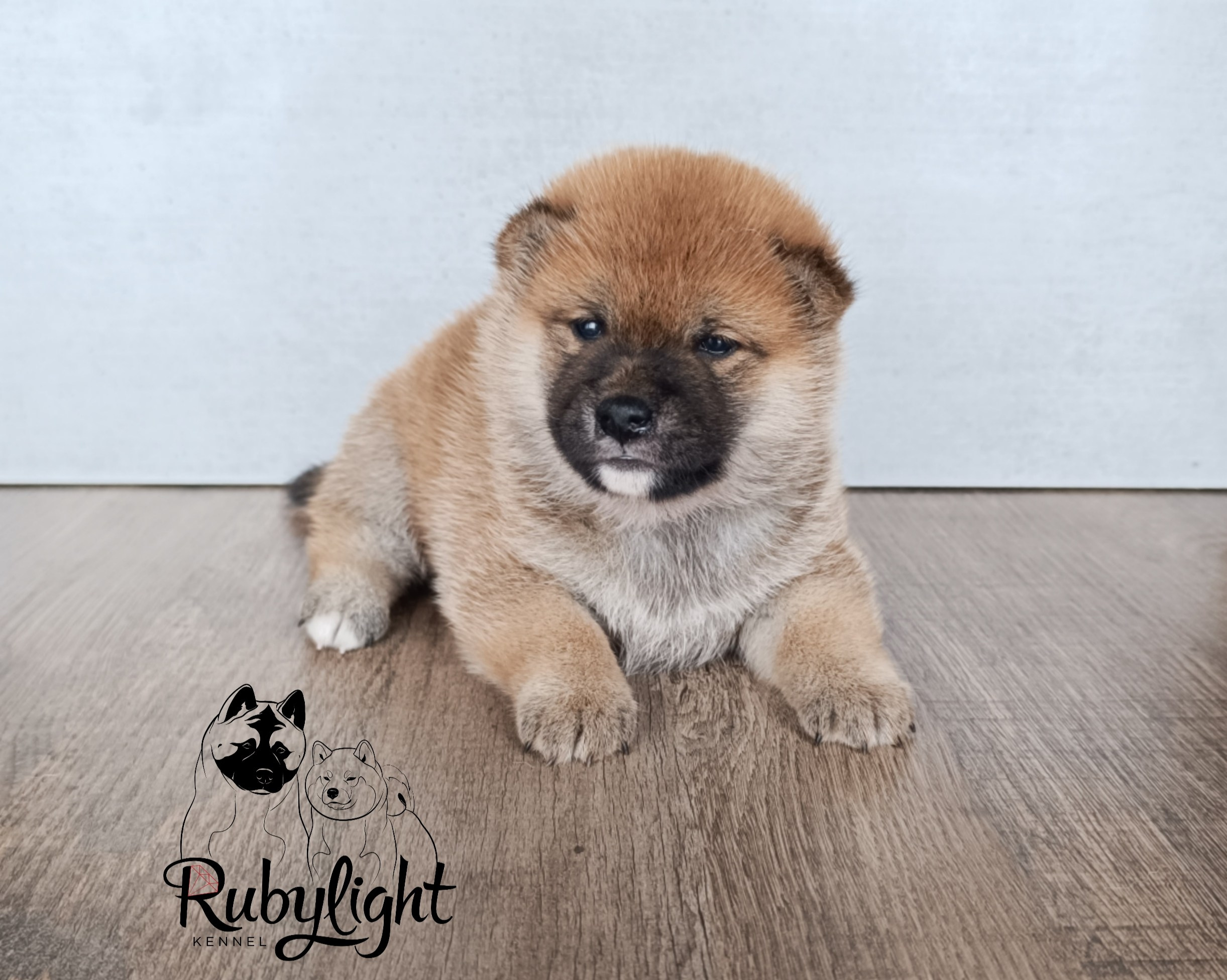 Сиба Rubylight Ellis питомник Рубилайт 