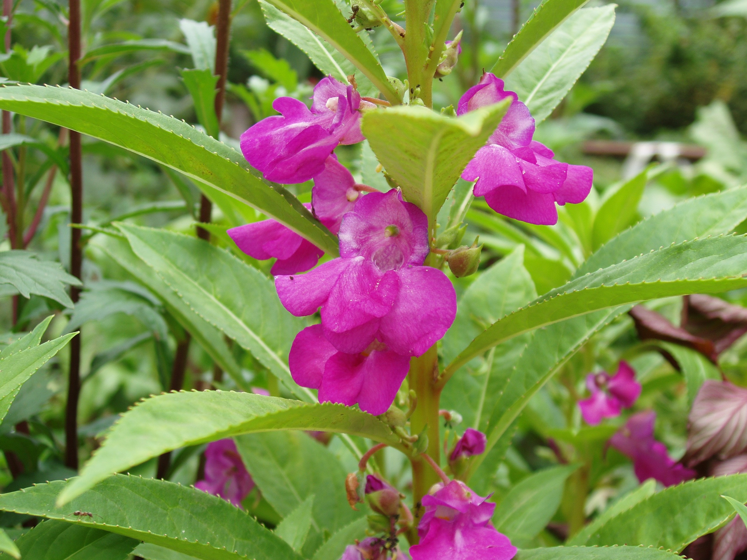 Отпуск 20.07-17.08. Семейный, Свадебный фотограф СПБ Питер— Романова Екатерина