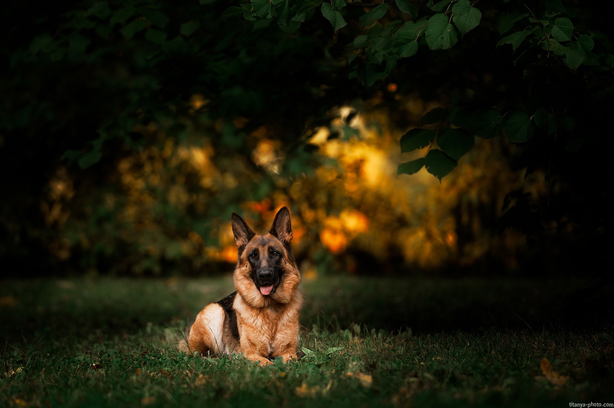 Фотография собак, фотограф-анималист Москва. Фотограф собак, фотограф-анималист Аня Титова (Titanya). Москва