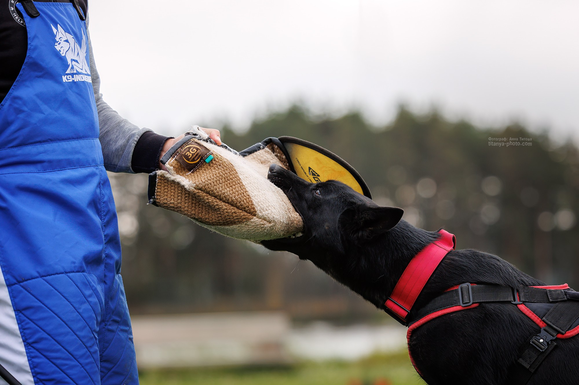 Тренировка по защите в питомнике немецких овчарок «Легенда Волги». Фотограф собак, фотограф-анималист Аня Титова (Titanya). Москва