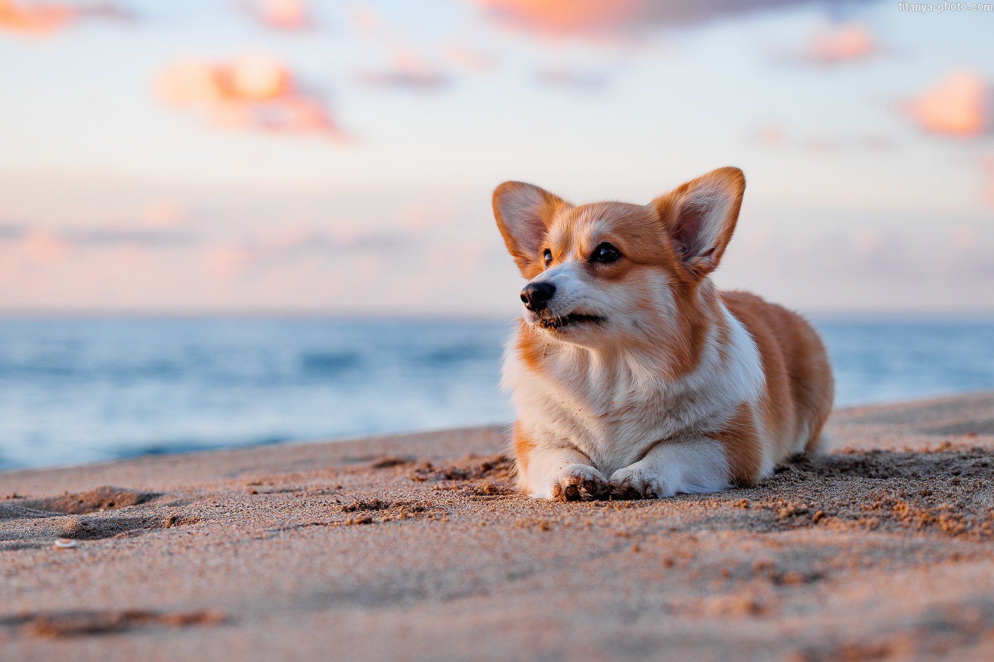 Тесла и Тихий океан. Фотограф собак, фотограф-анималист Аня Титова (Titanya). Москва