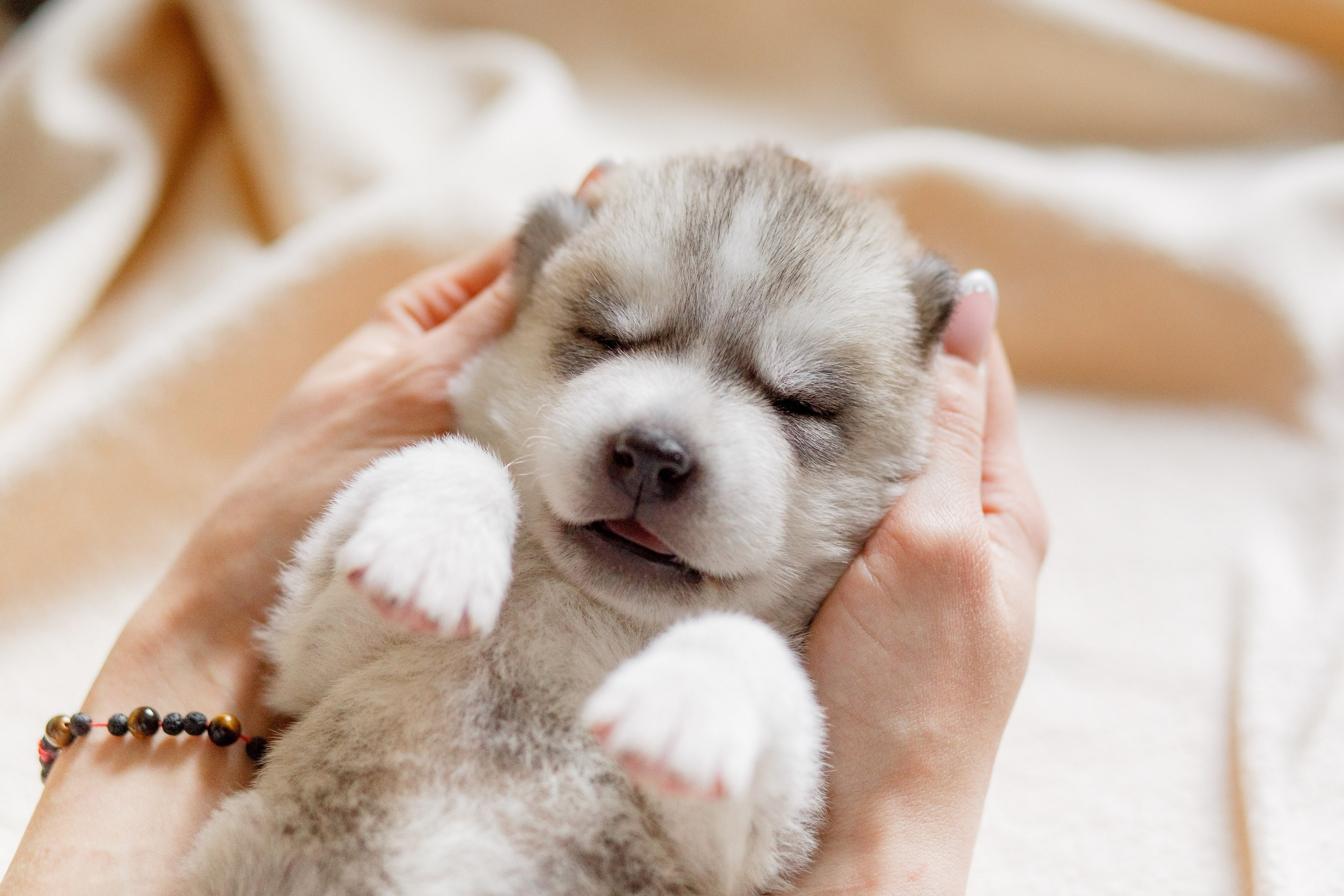 Собаки, кошки и др. животные. Семейный фотограф в Екатеринбурге