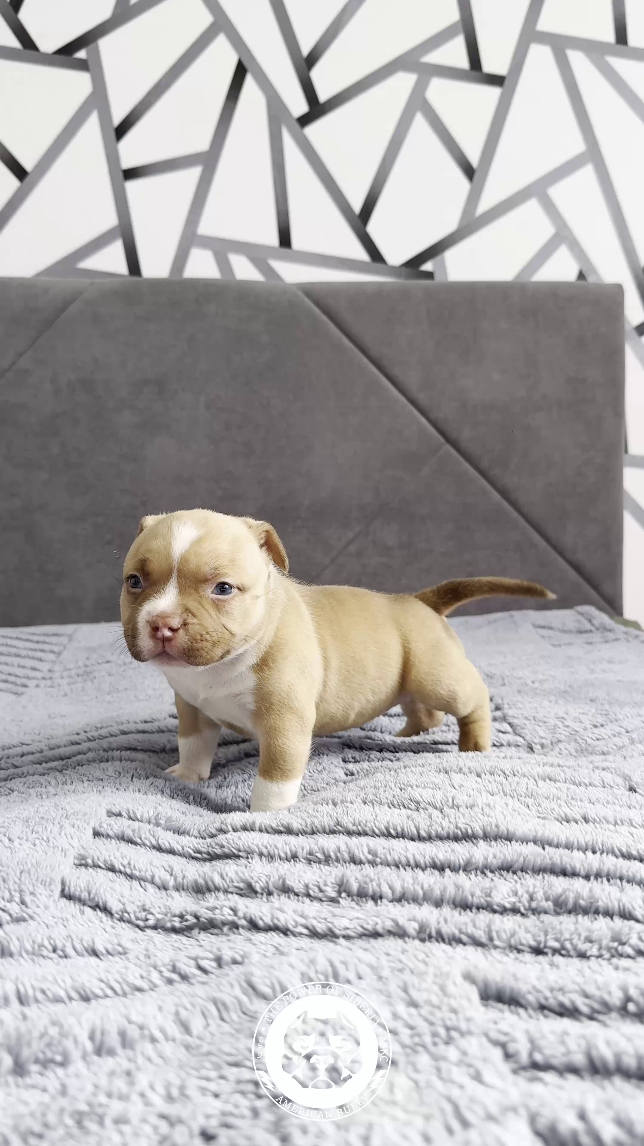 21.02.26-Мила-Турук. Американский Булли в г. Ростов-на-Дону. Питомник THE POWER OF SIBERIA