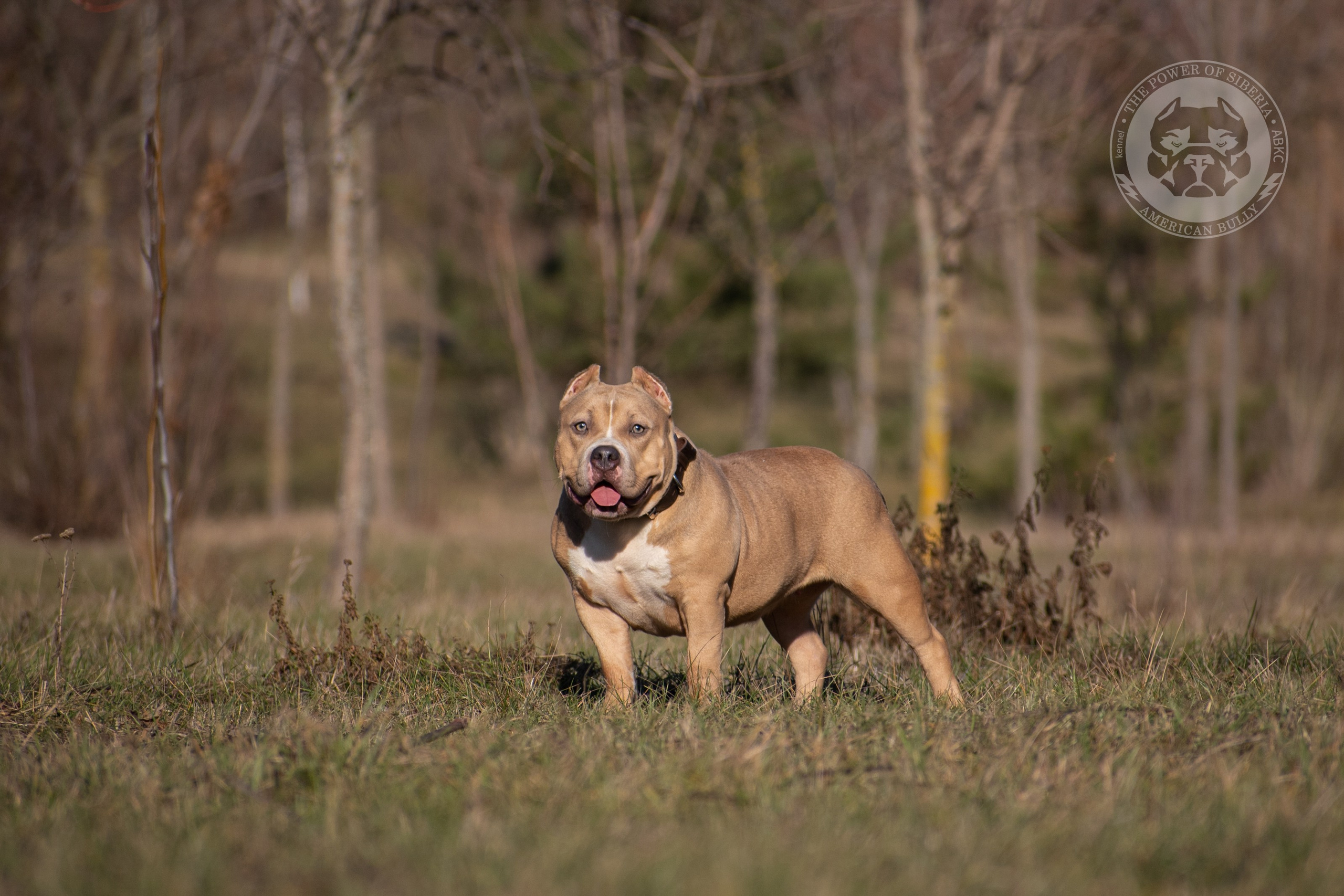 купить щенка в официальном питомнике Американских булли в Сургуте