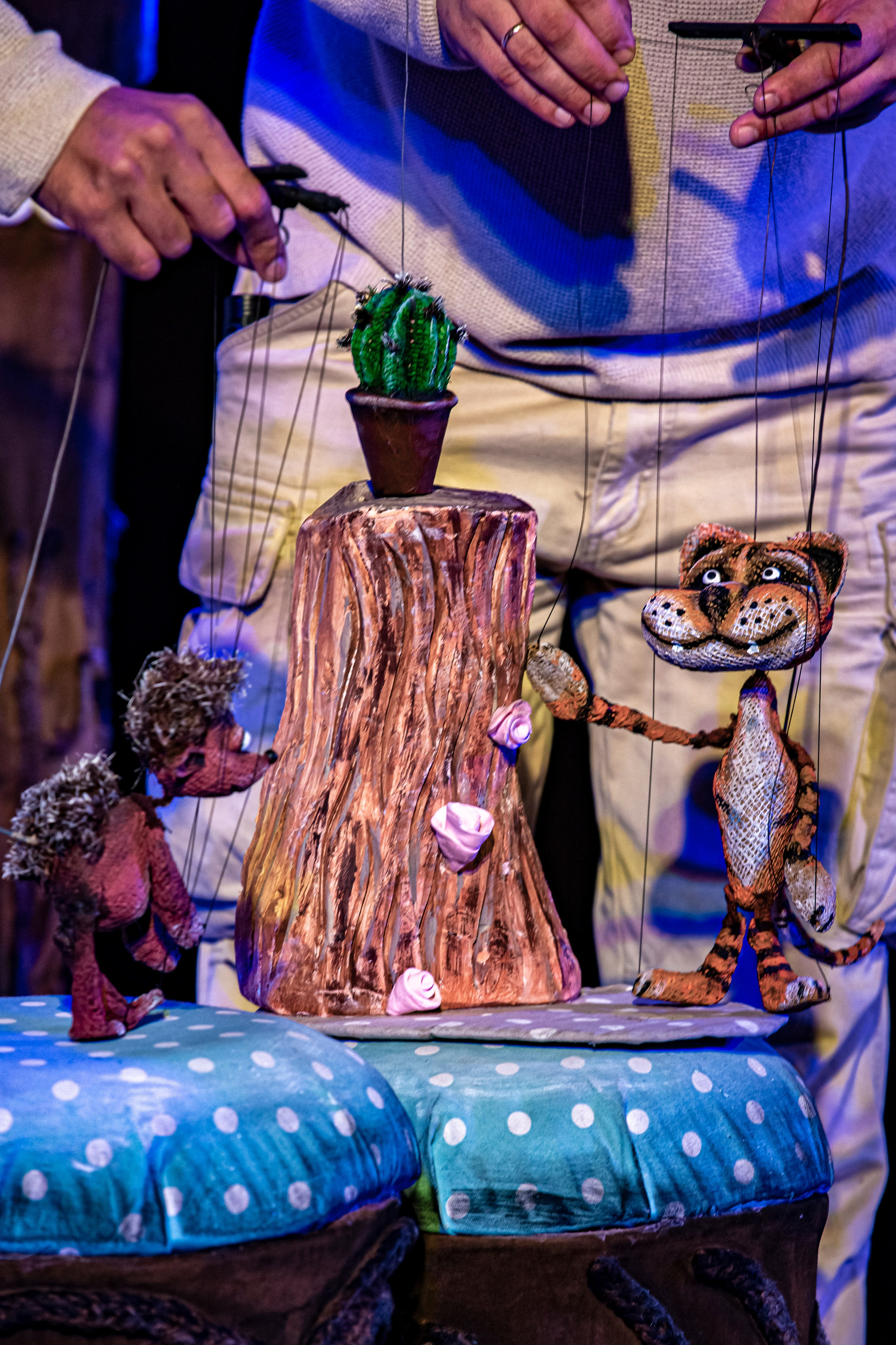 Колючая сказка. Фотограф в Сочи Юрий Шептаев