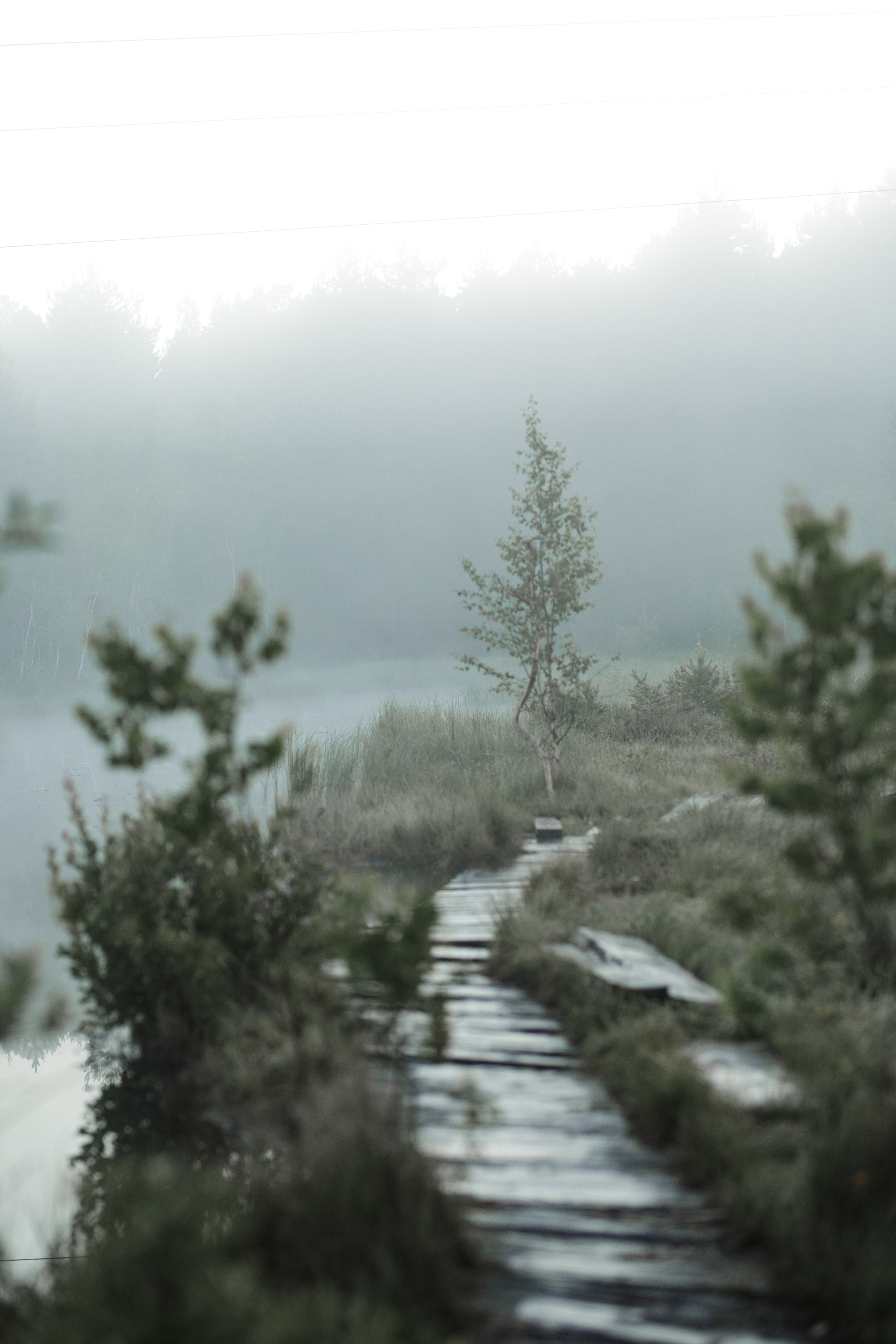 Фотопроект «Рассвет на болоте». Фотограф Олеся Бакалина
