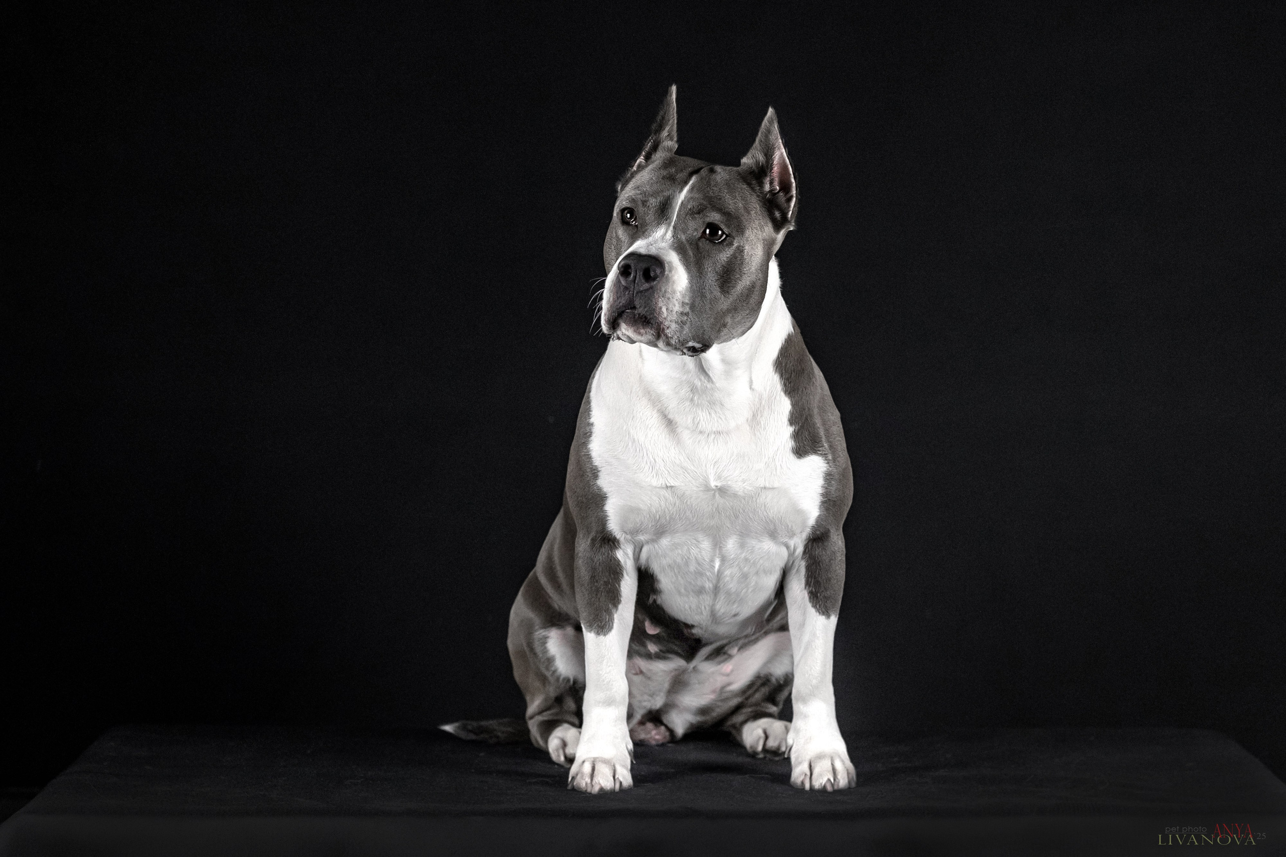 Дэля. Фотограф анималист Аня Ливанова | Рыбинск