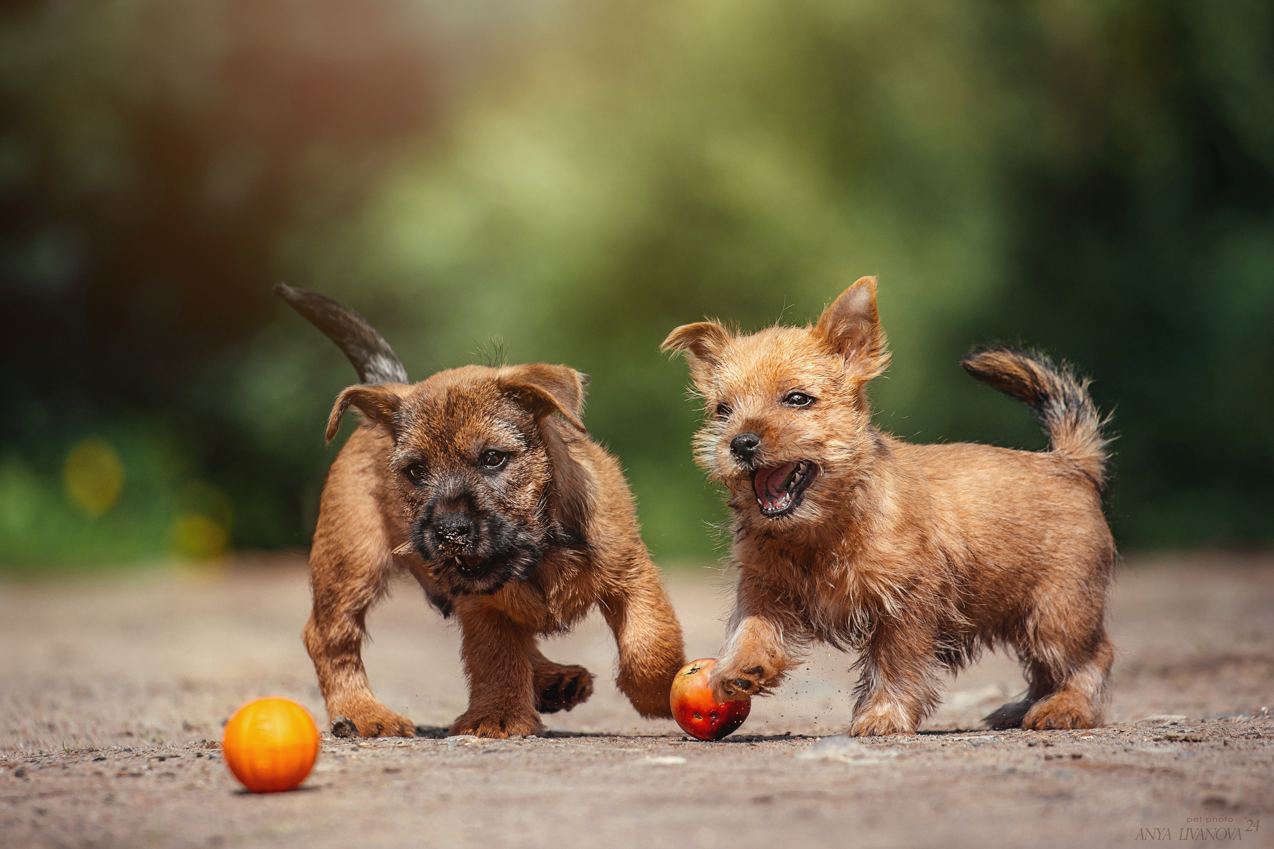 Норвичи. Фотограф анималист Аня Ливанова | Рыбинск