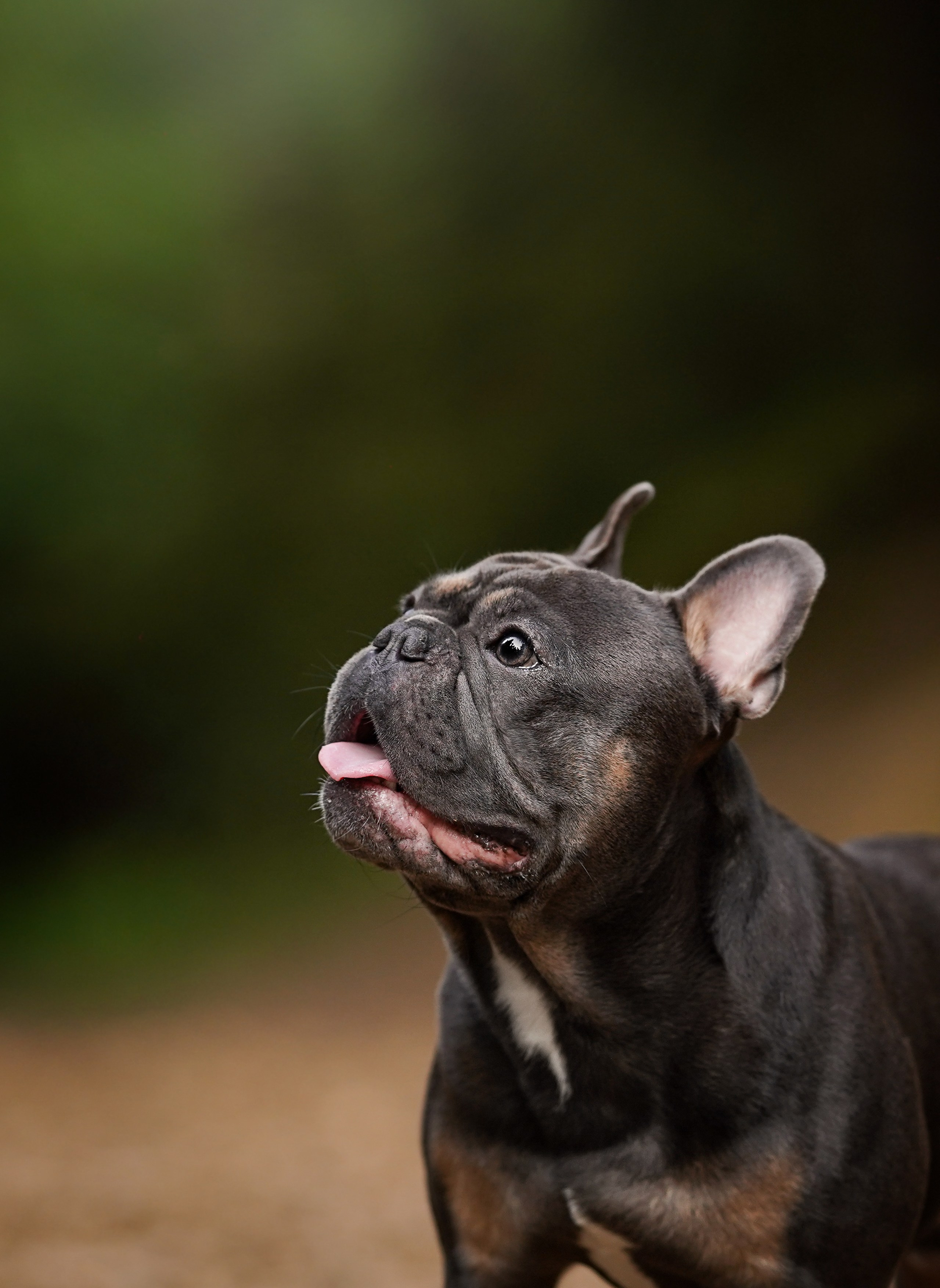 Юлия Петя и Моника. Фотограф-анималист в Санкт-Петербурге Яна Мартынова