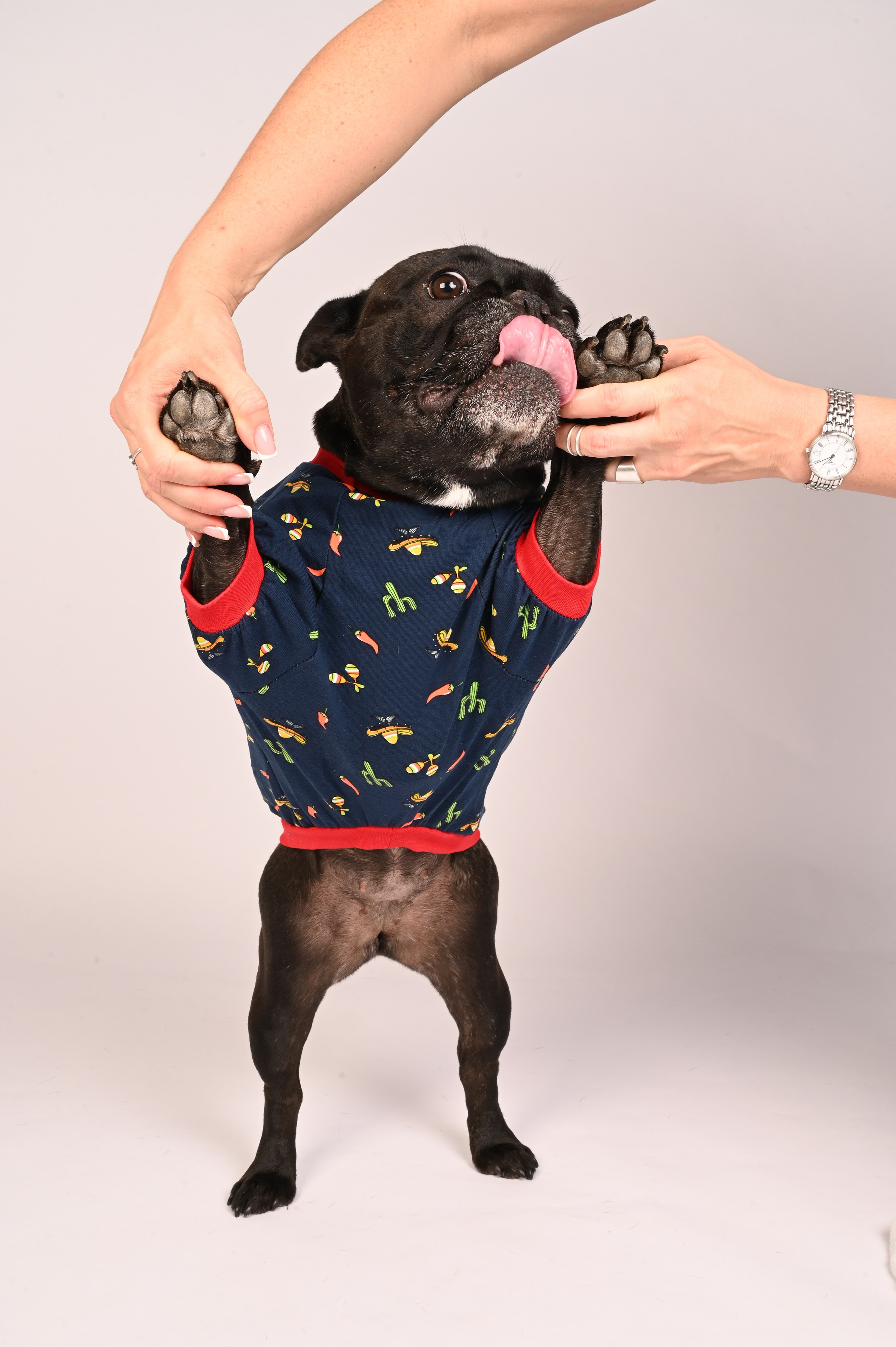 Одежда для собак. Семейный и детский фотограф во Фрязино, Ивантеевке и Щелково Матвеева