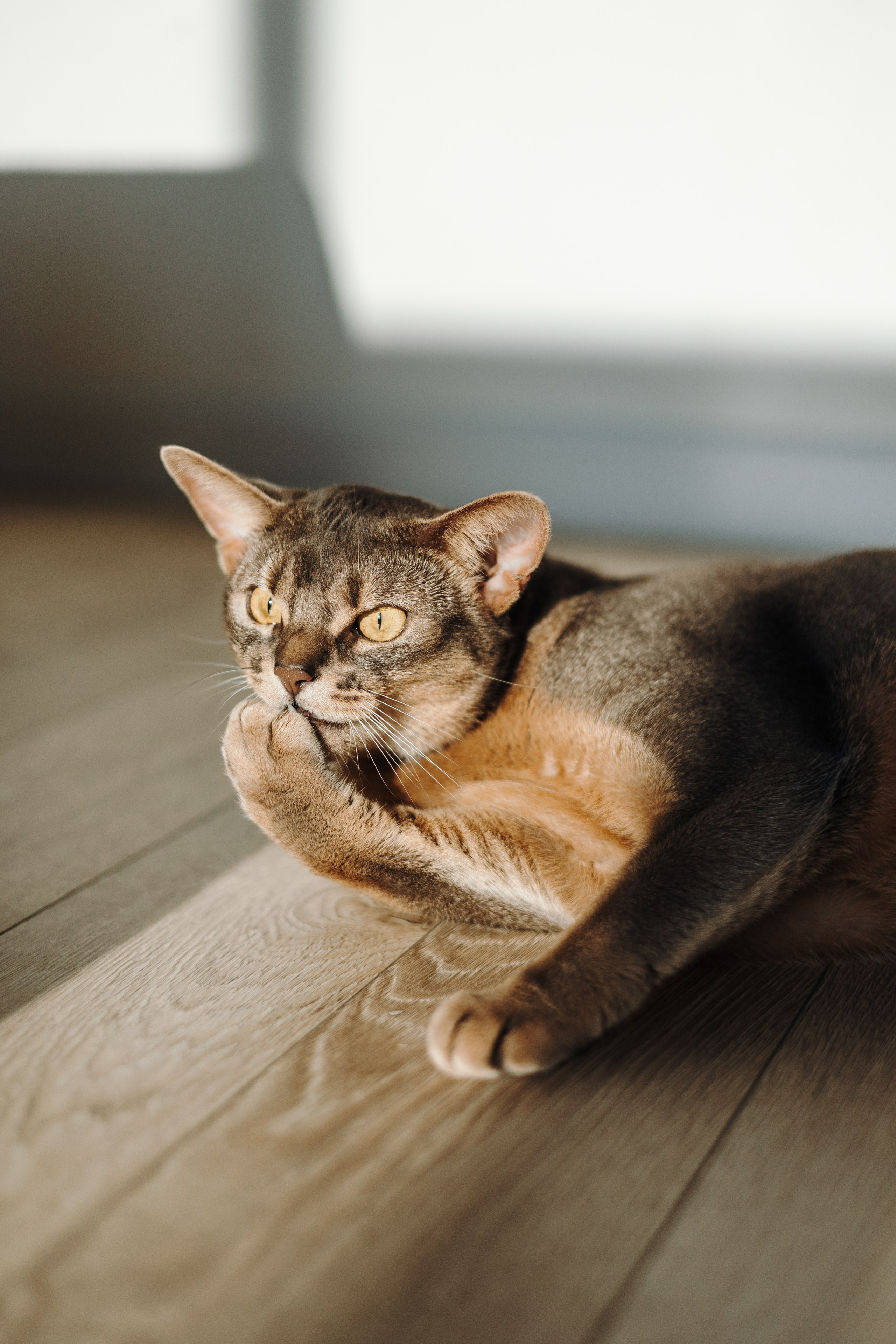 Циско и его семья. Фотограф — Анималист | Санкт-Петербург