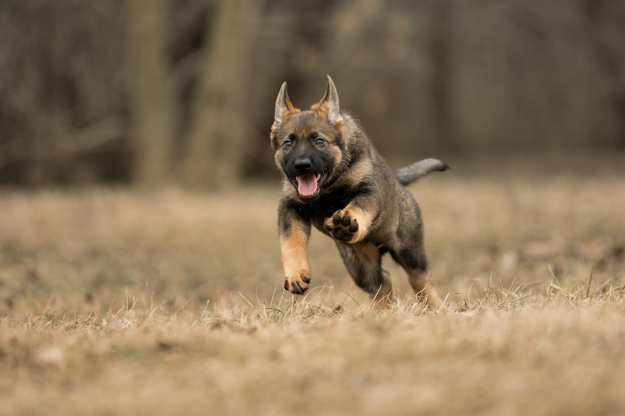 Щенки. Фотограф — анималист Тигунова Мария г. Москва