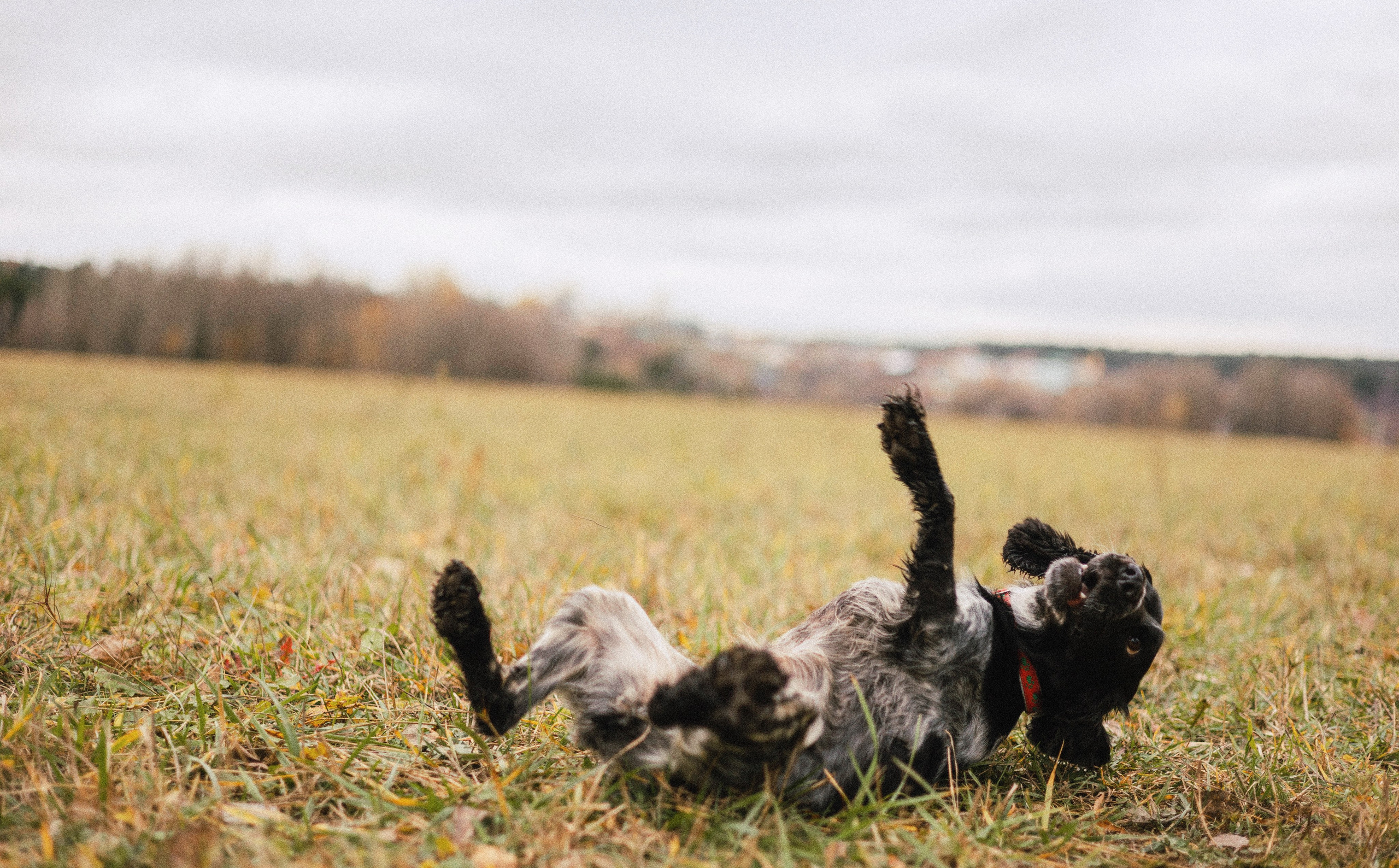 Вика и Ава. Фотограф-анималист Богданова Полина