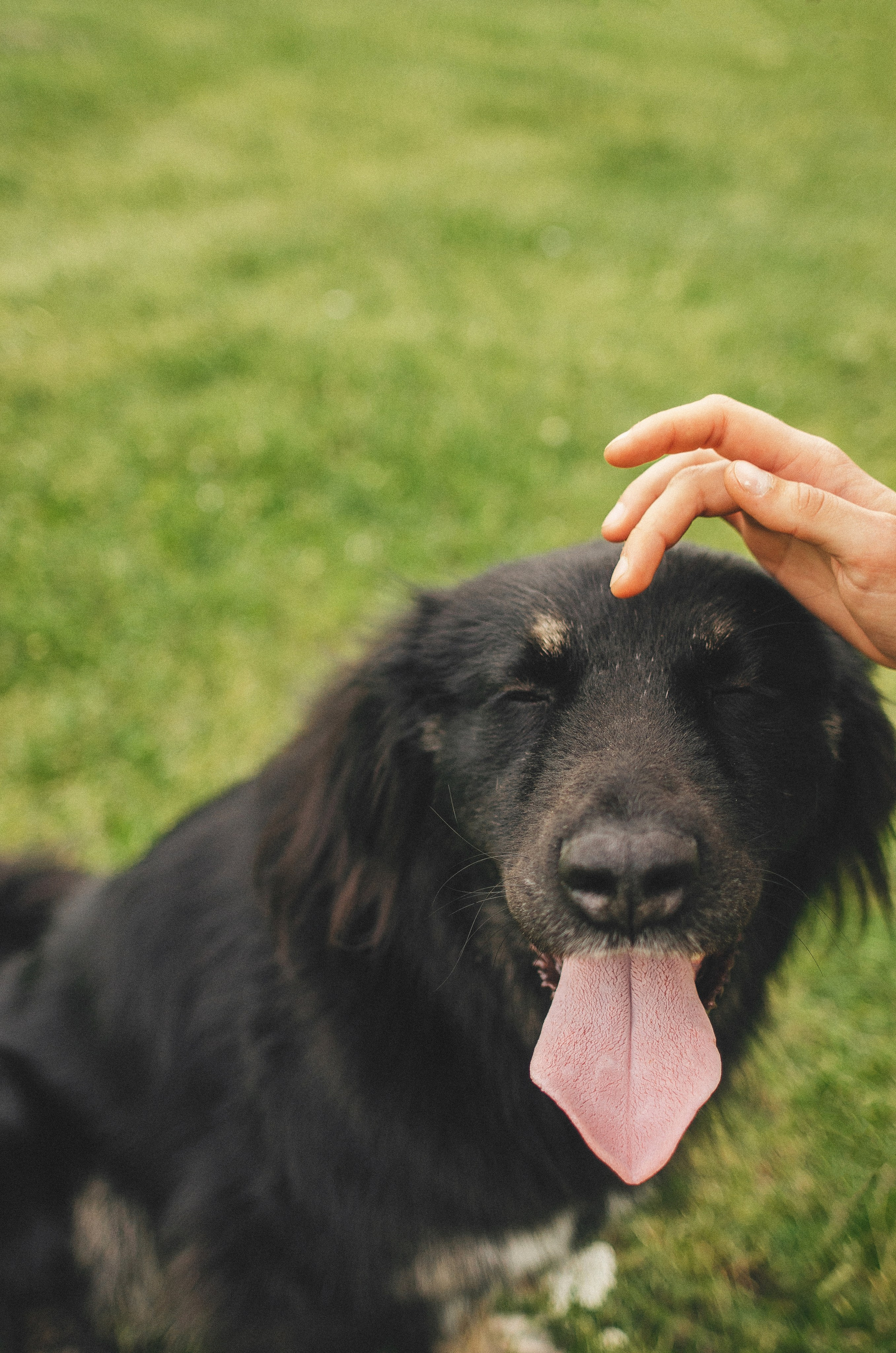Анна и Марко. Фотограф-анималист Богданова Полина