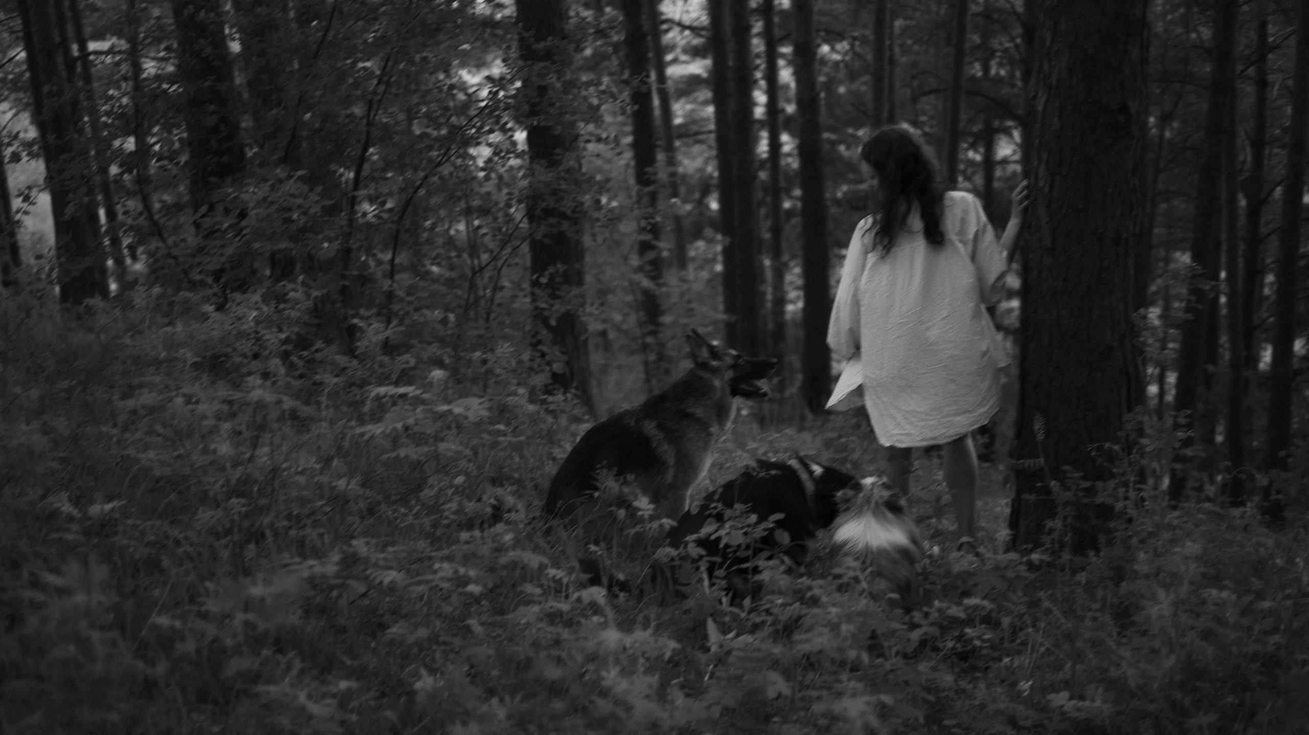 Настя, Шуня, Милка и Тигуан. Фотограф-анималист Богданова Полина