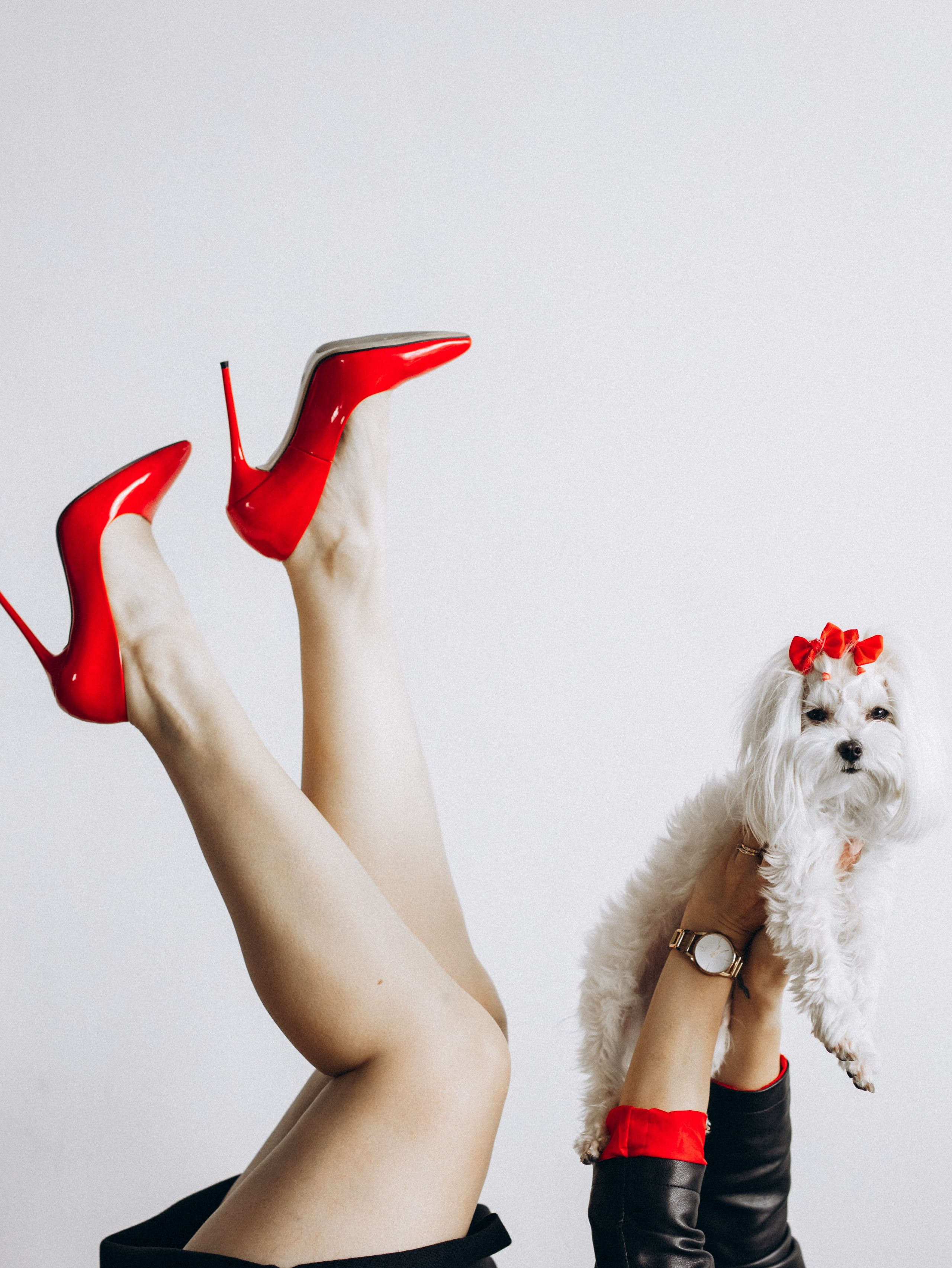 Портфолио. Фотограф-анималист в Москве Кириллова Татьяна