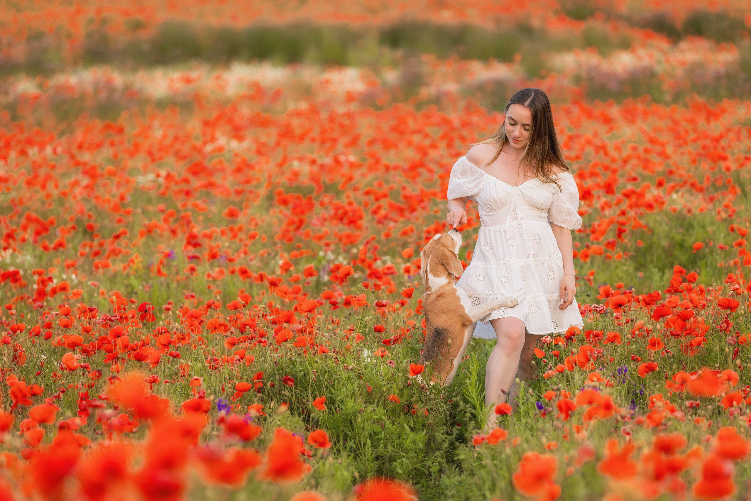 Маки 2024. Фотограф Алена Звездина