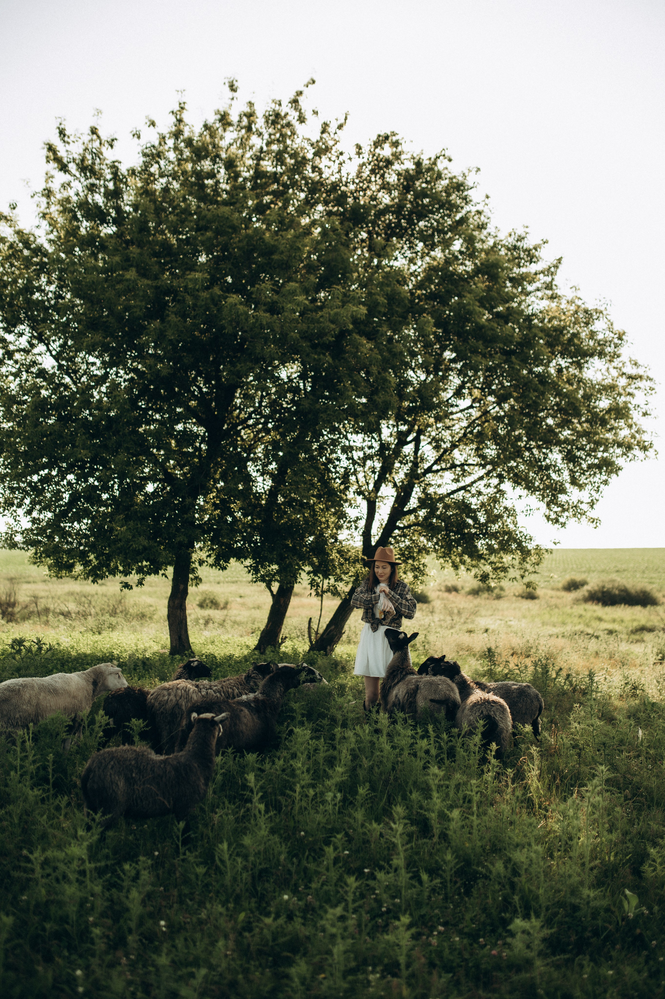Фотосессия с овечками. Фотограф Быстрова Дарья г. Москва
