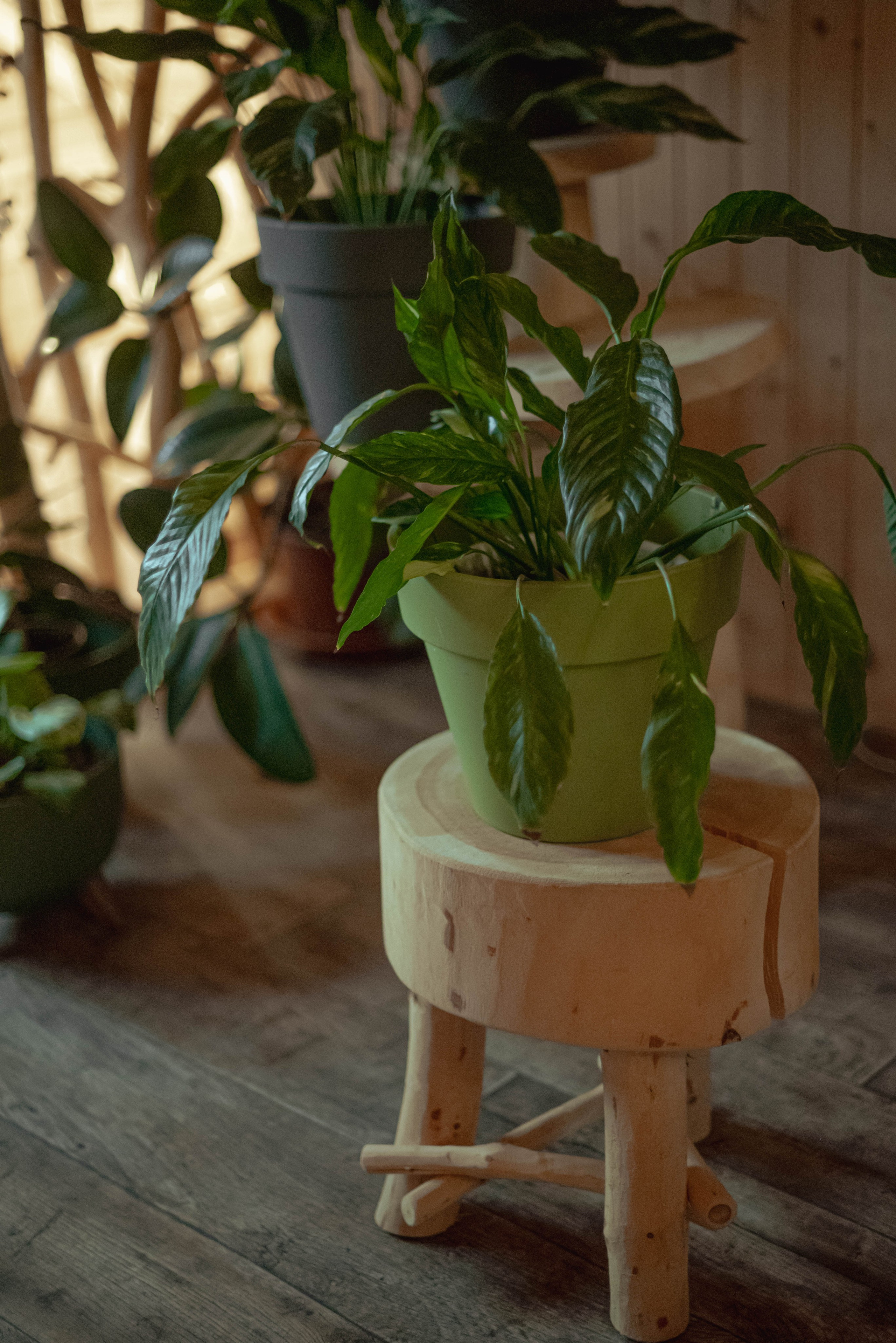 Лесное царство Оксаны. Свадебный и семейный фотограф в Новосибирске, Санкт-Петербурге, Москве