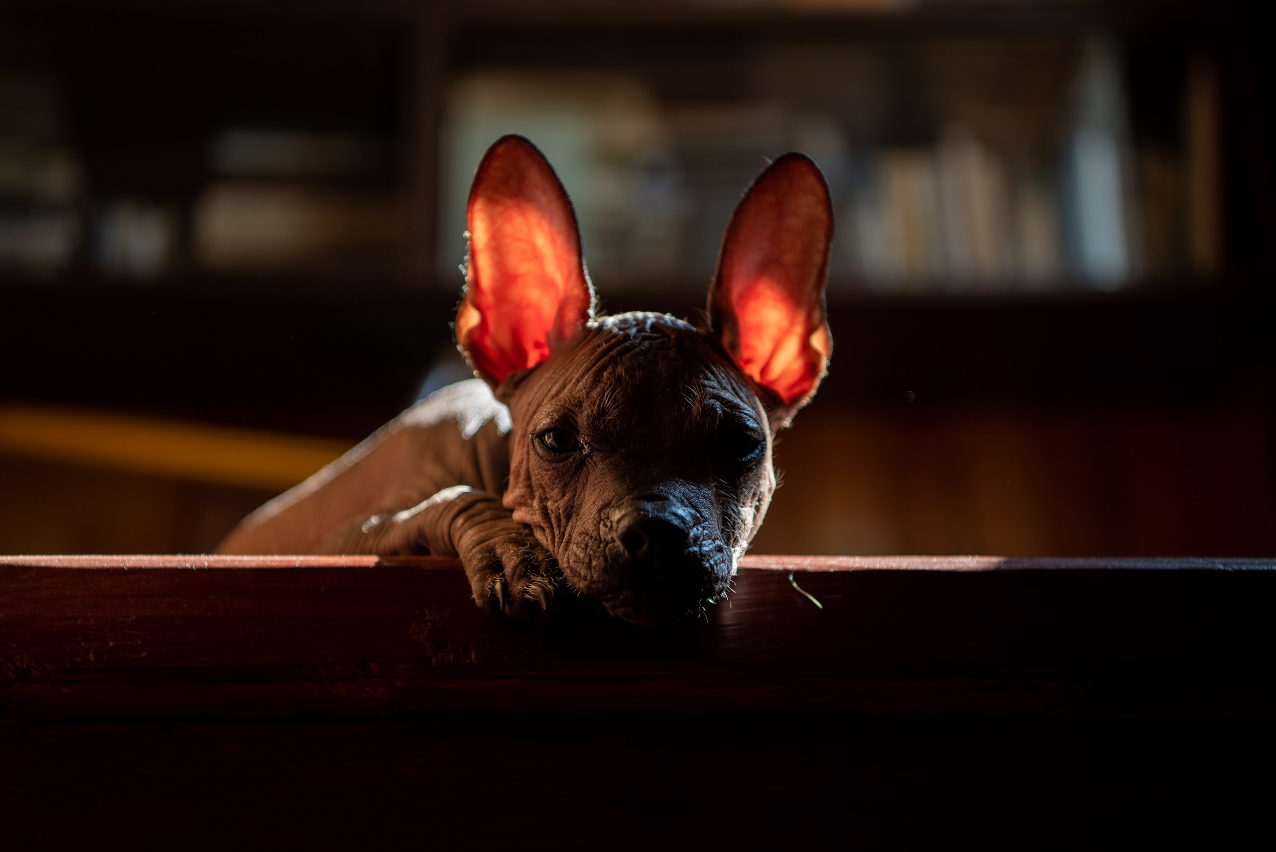 Мексиканец Герман. Фотограф в Москве Виктория Назаренко