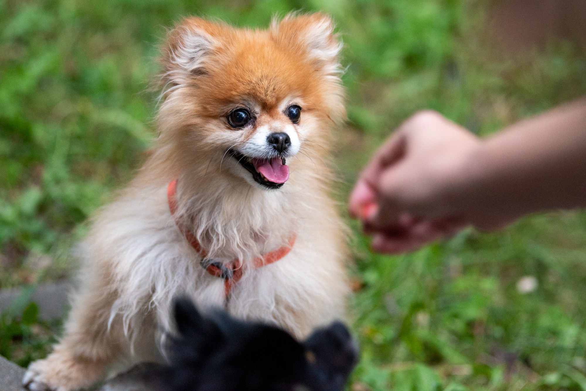Спасенные шпицы. Фотограф в Москве Виктория Назаренко