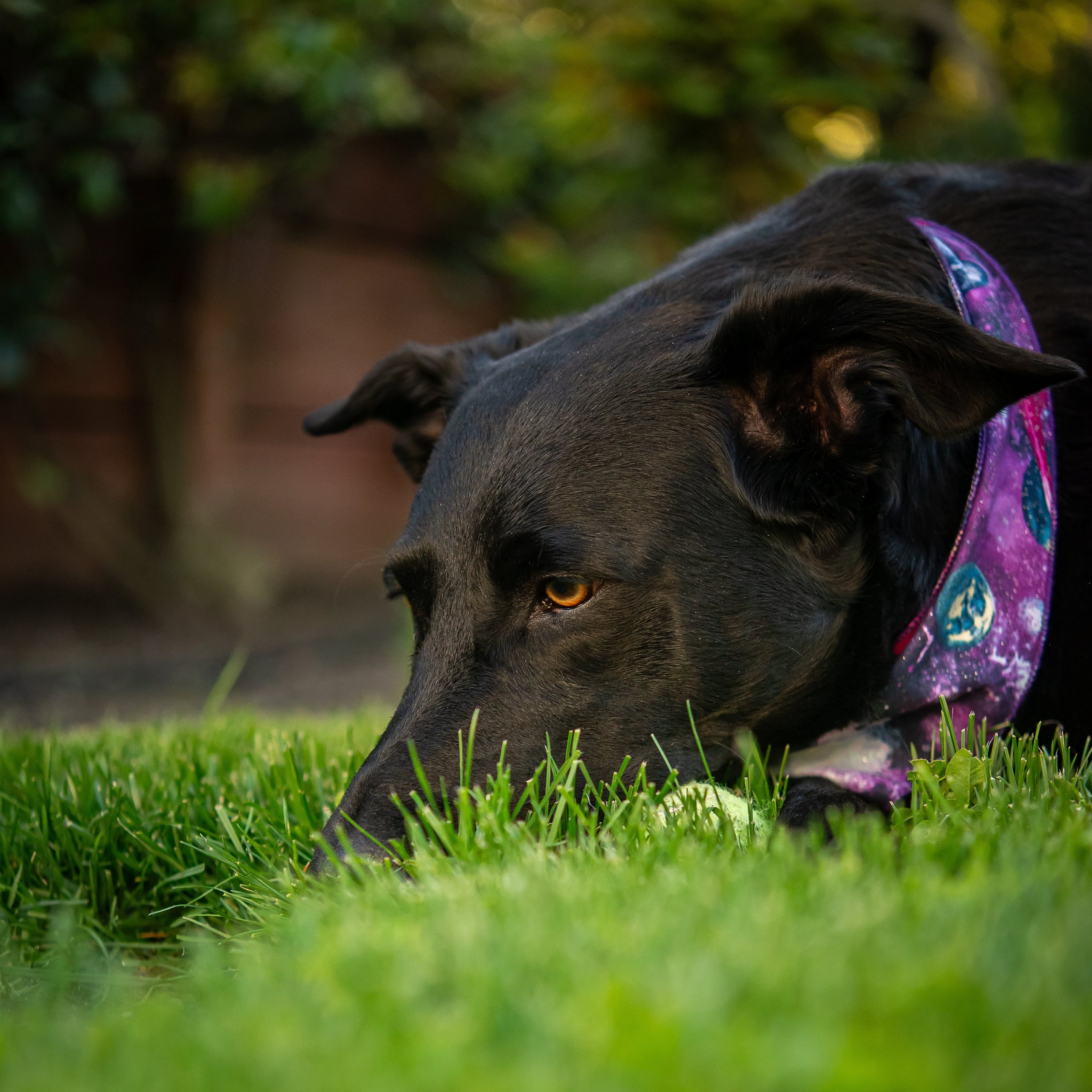 Pet portfolio. Svetlana Lapina, portrait photographer, San Francisco