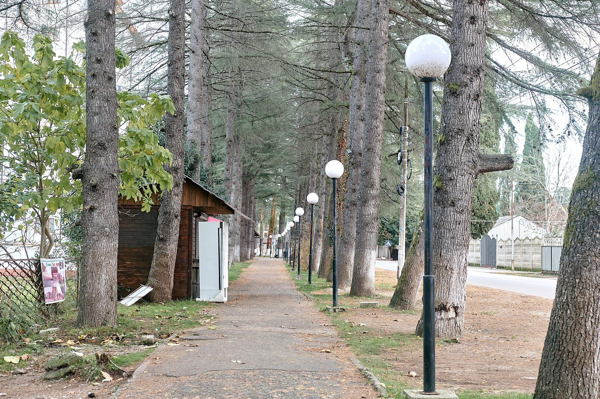 Пицунда, Абхазия. Декабрь 2024. Фотографии отовсюду и обо всем