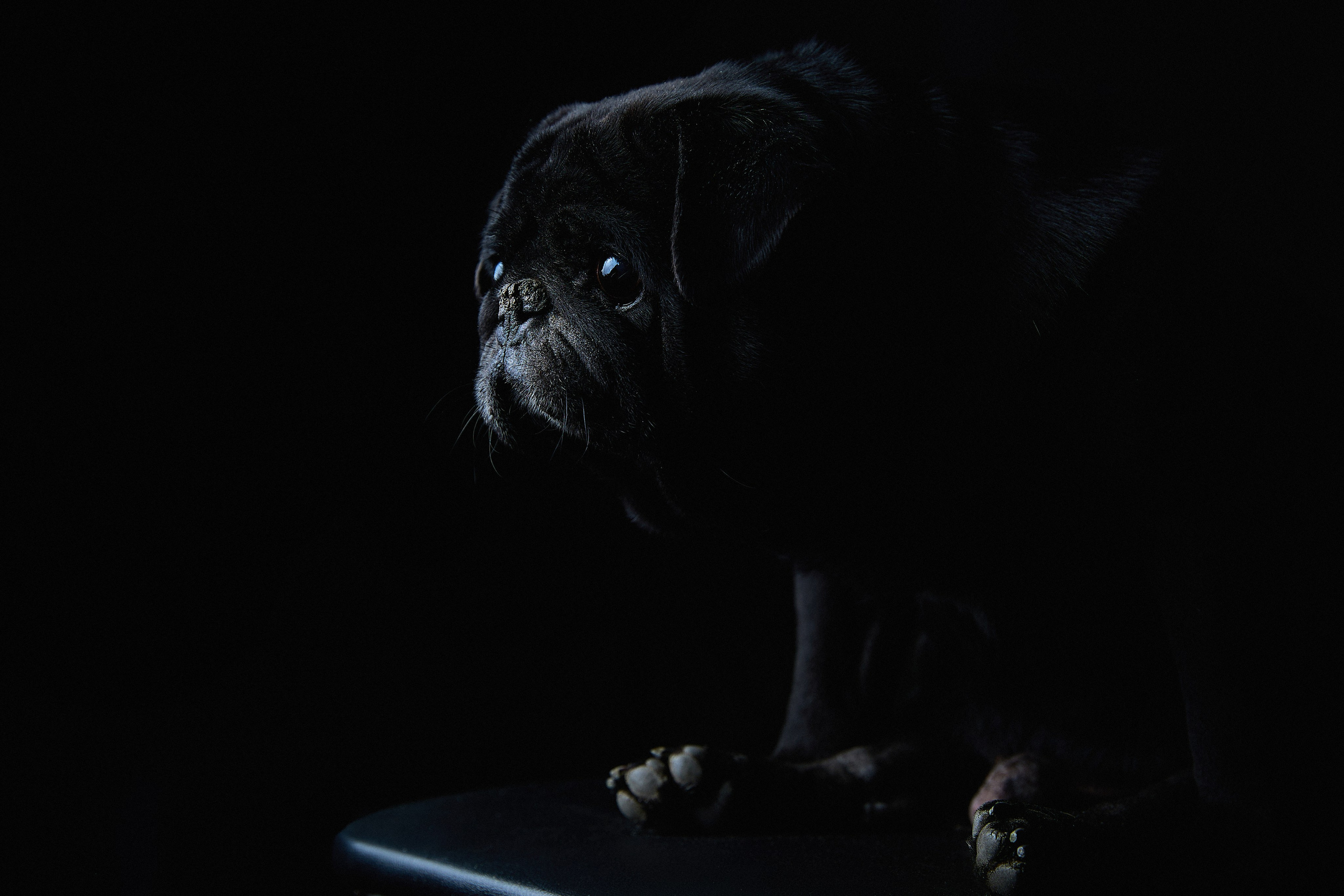 Портреты домашних любимцев. Любовь Гальцова — свадебный, семейный, детский фотограф в городе Кемерово и Кемеровской области