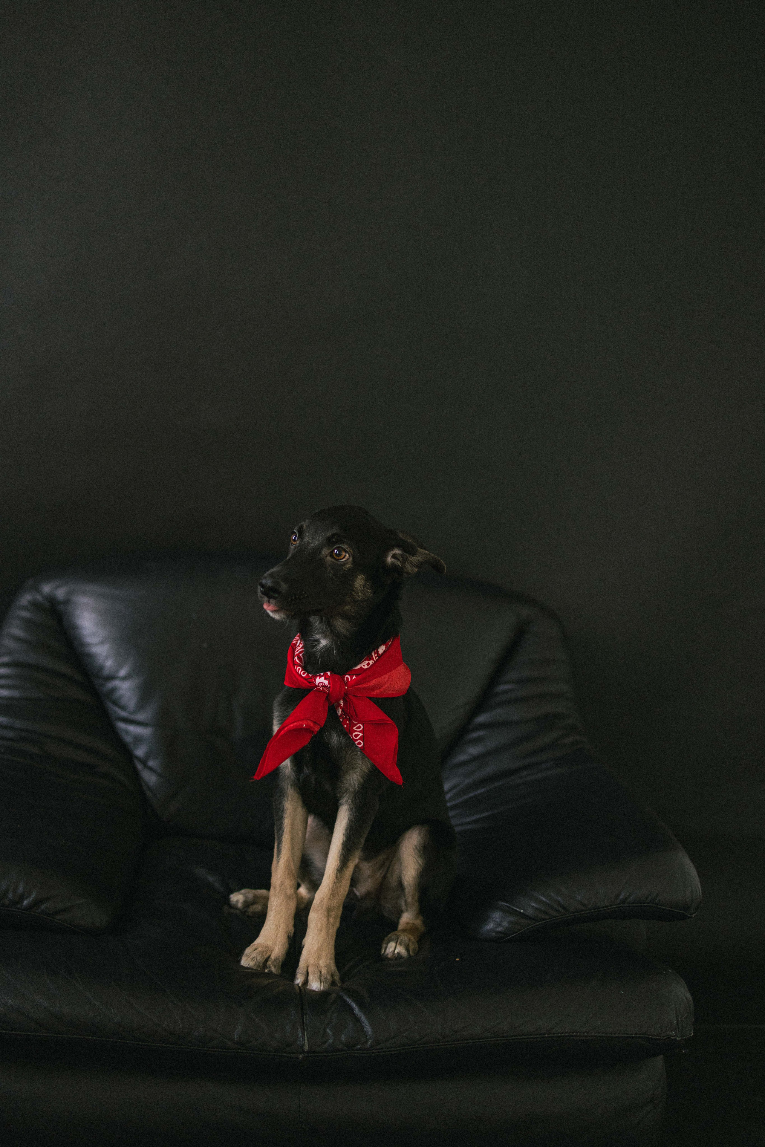 Крис и Тэдди. Фотограф-анималист в Москве Лера Черноног