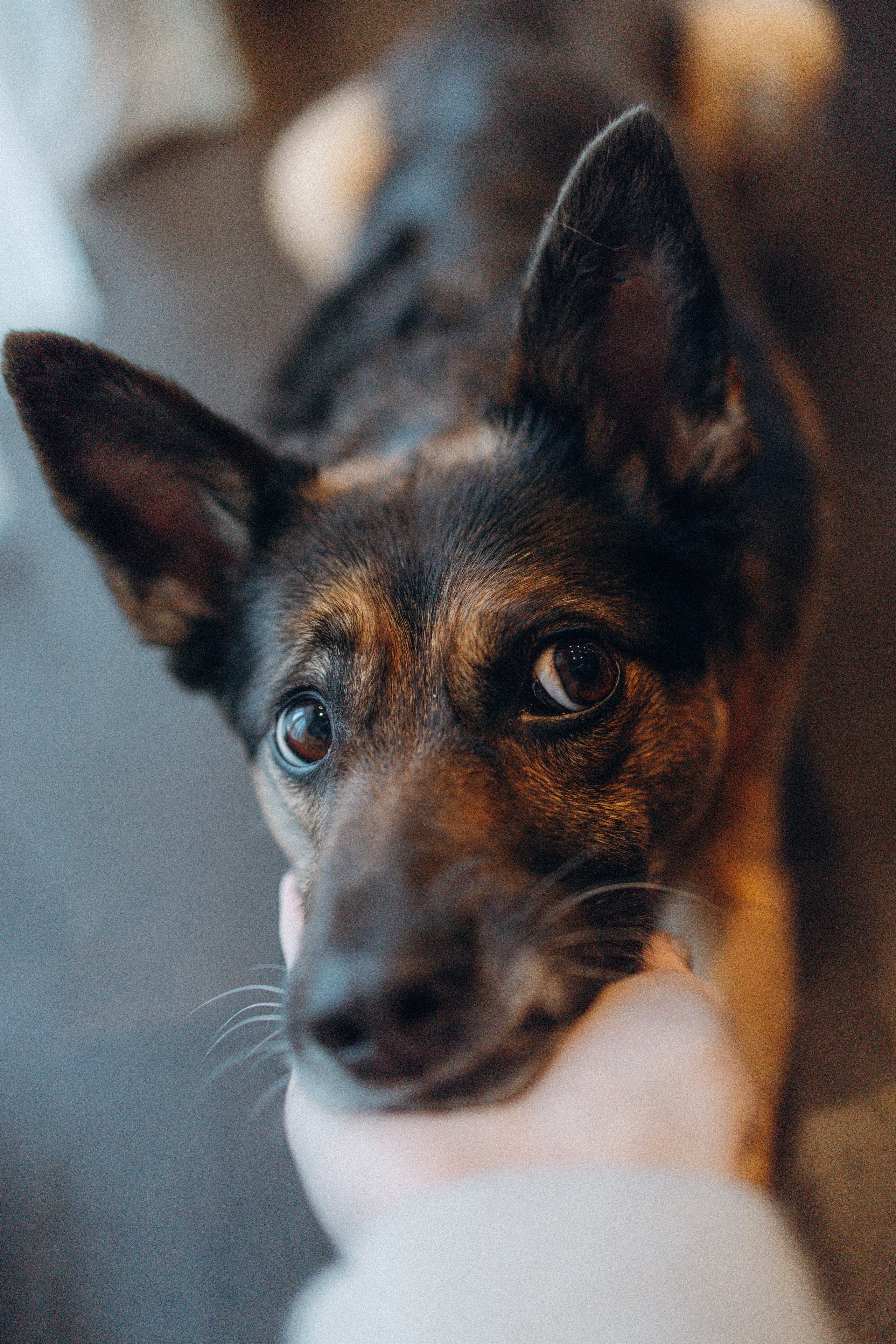 Ника, Матиша и Герда. Фотограф-анималист в Москве Лера Черноног