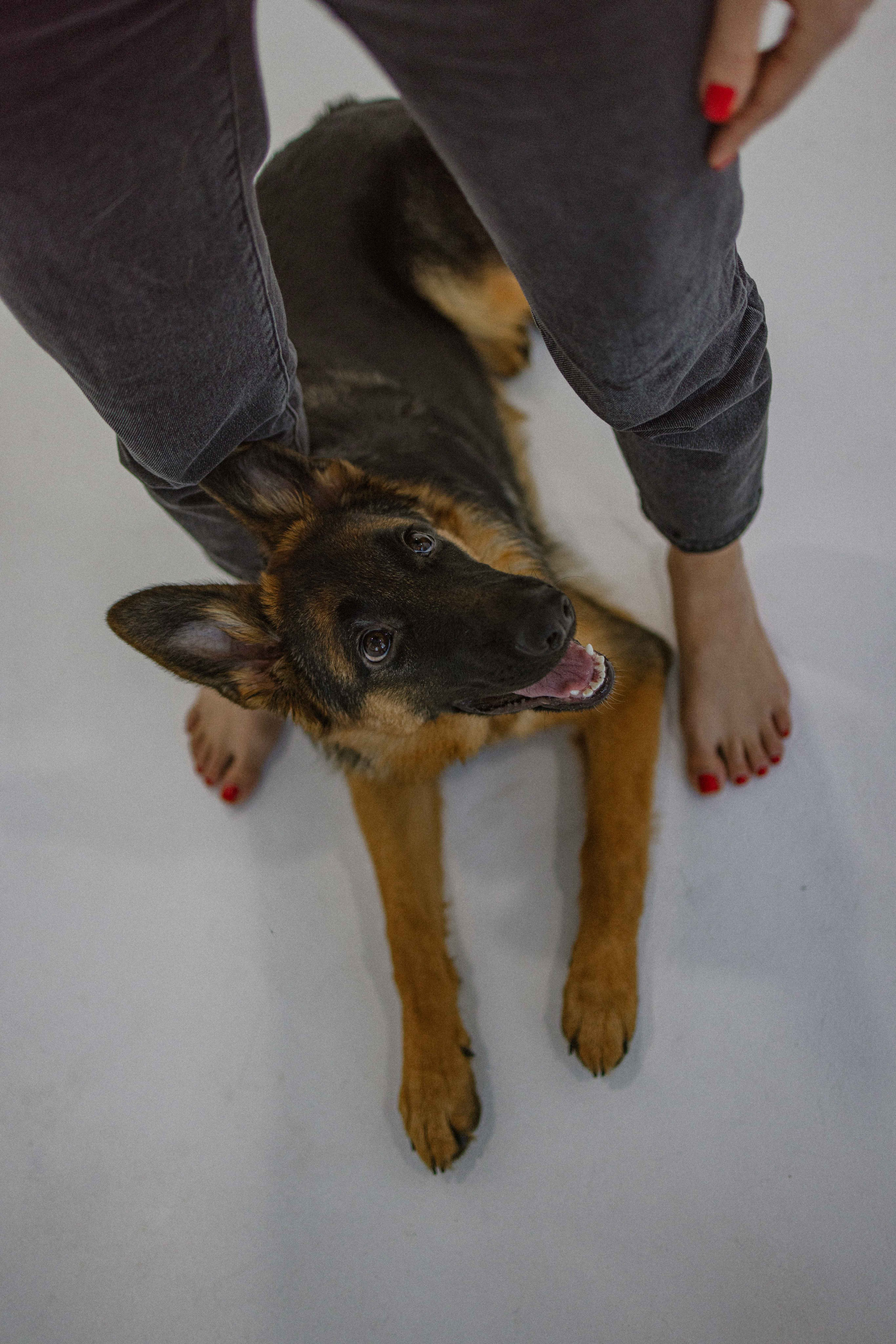 Ася и Буся. Фотограф-анималист в Москве Лера Черноног