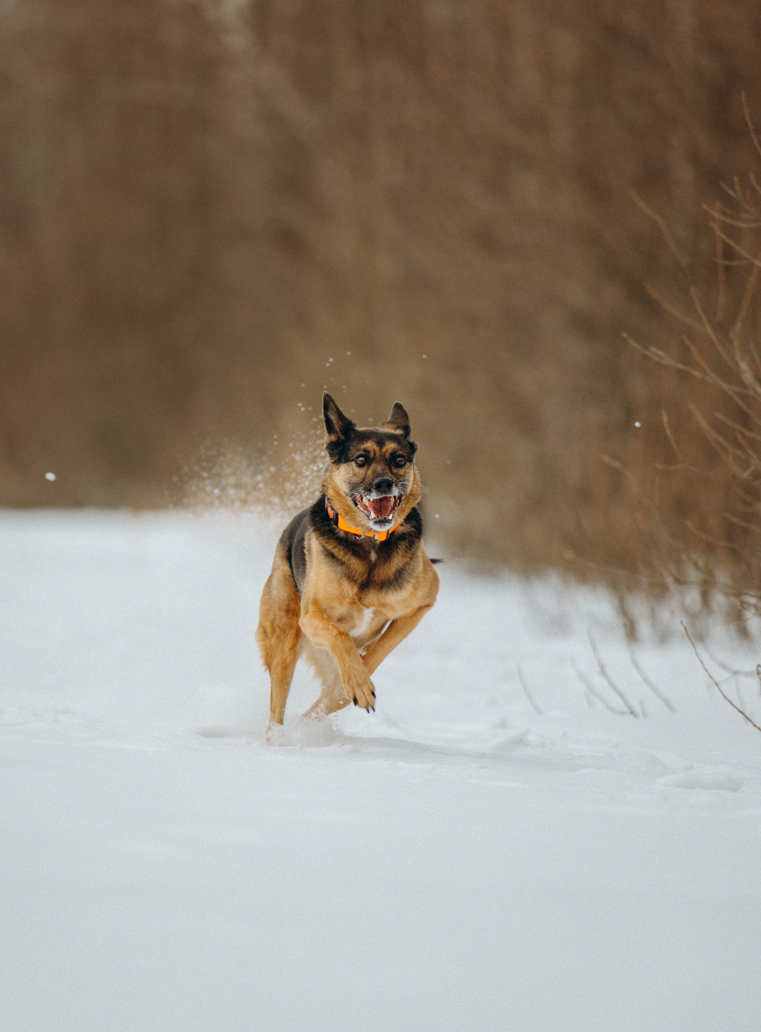 Ника, Матиша и Герда. Фотограф-анималист в Москве Лера Черноног