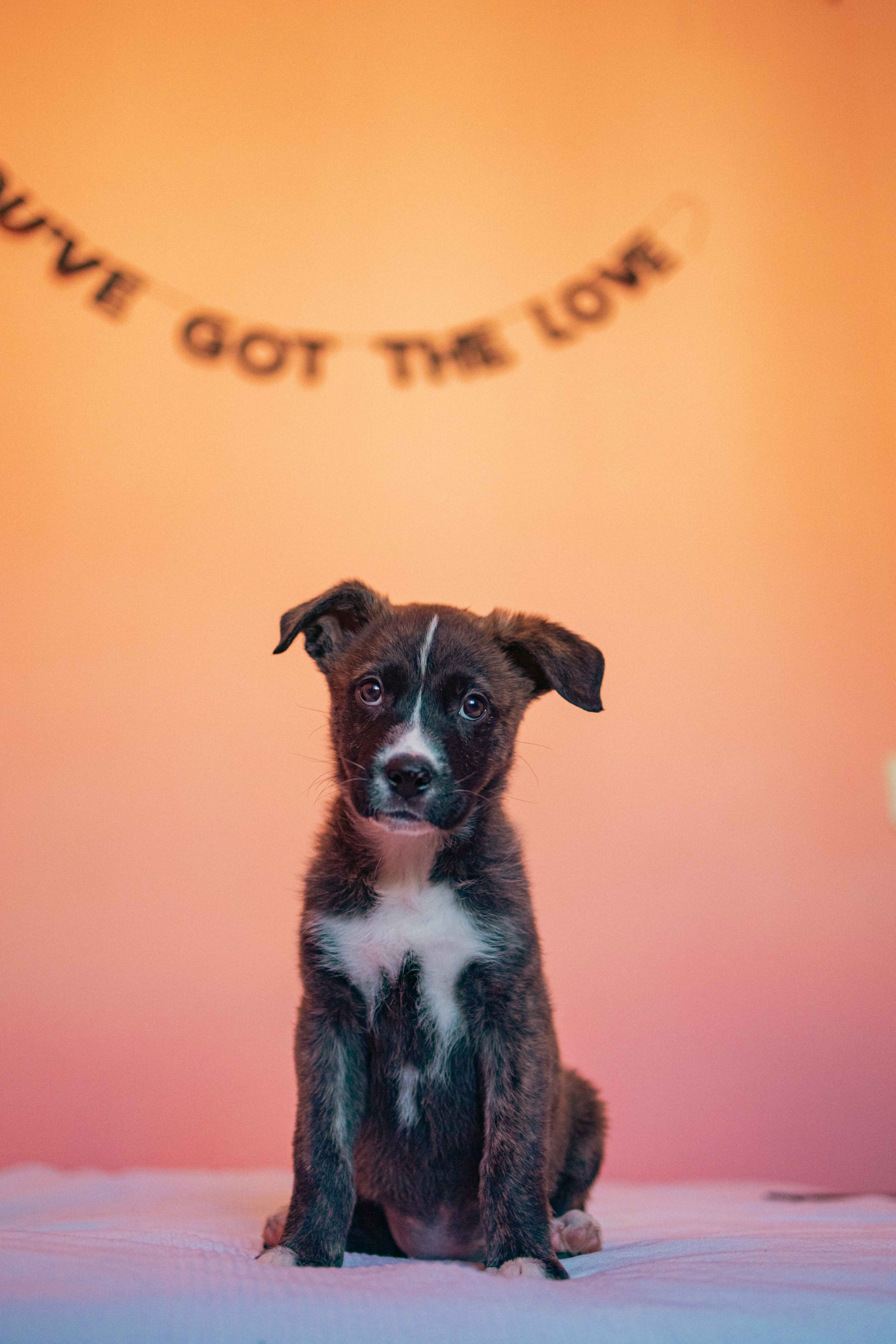 Гайка. Фотограф-анималист в Москве Лера Черноног