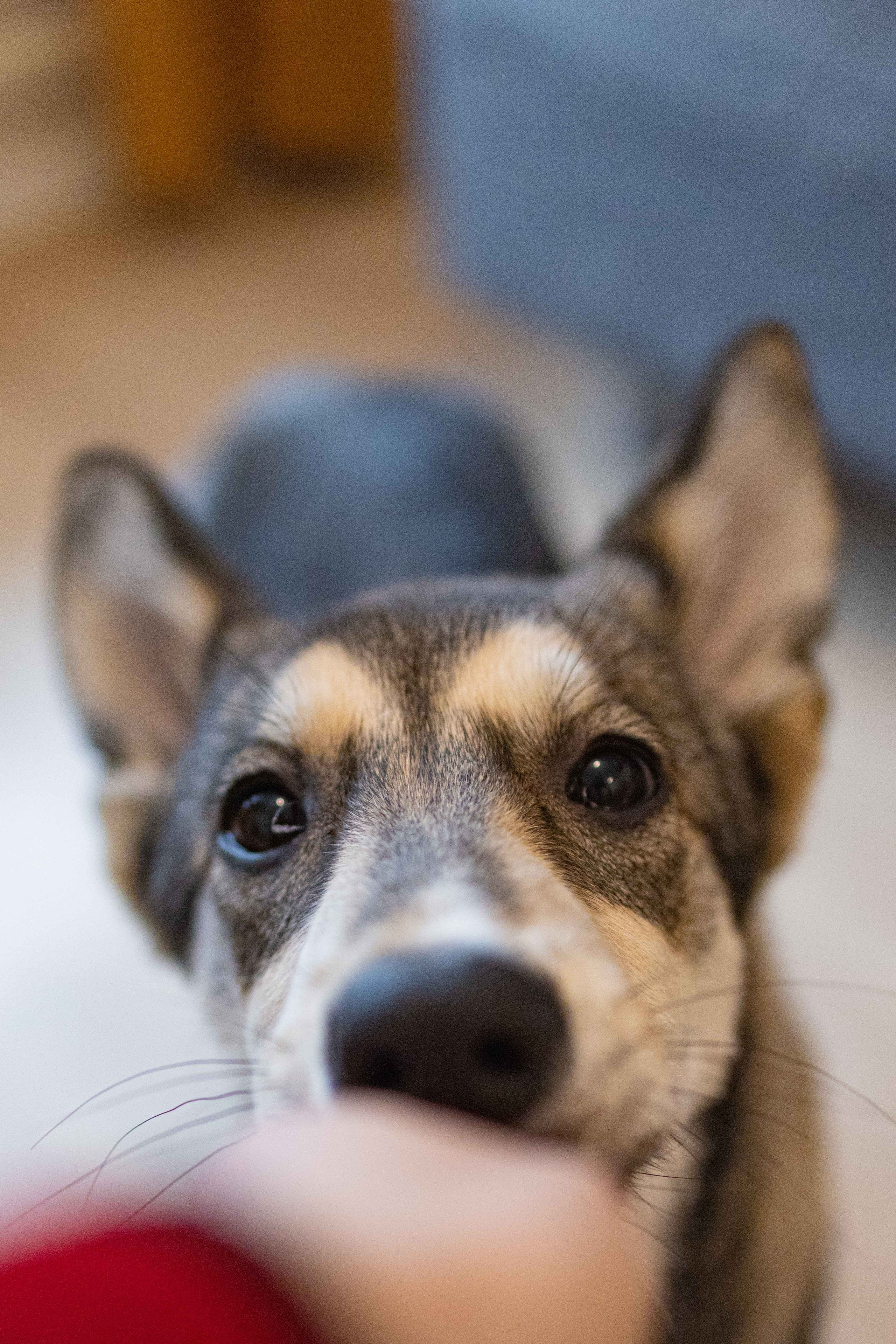 Шами. Фотограф-анималист в Москве Лера Черноног