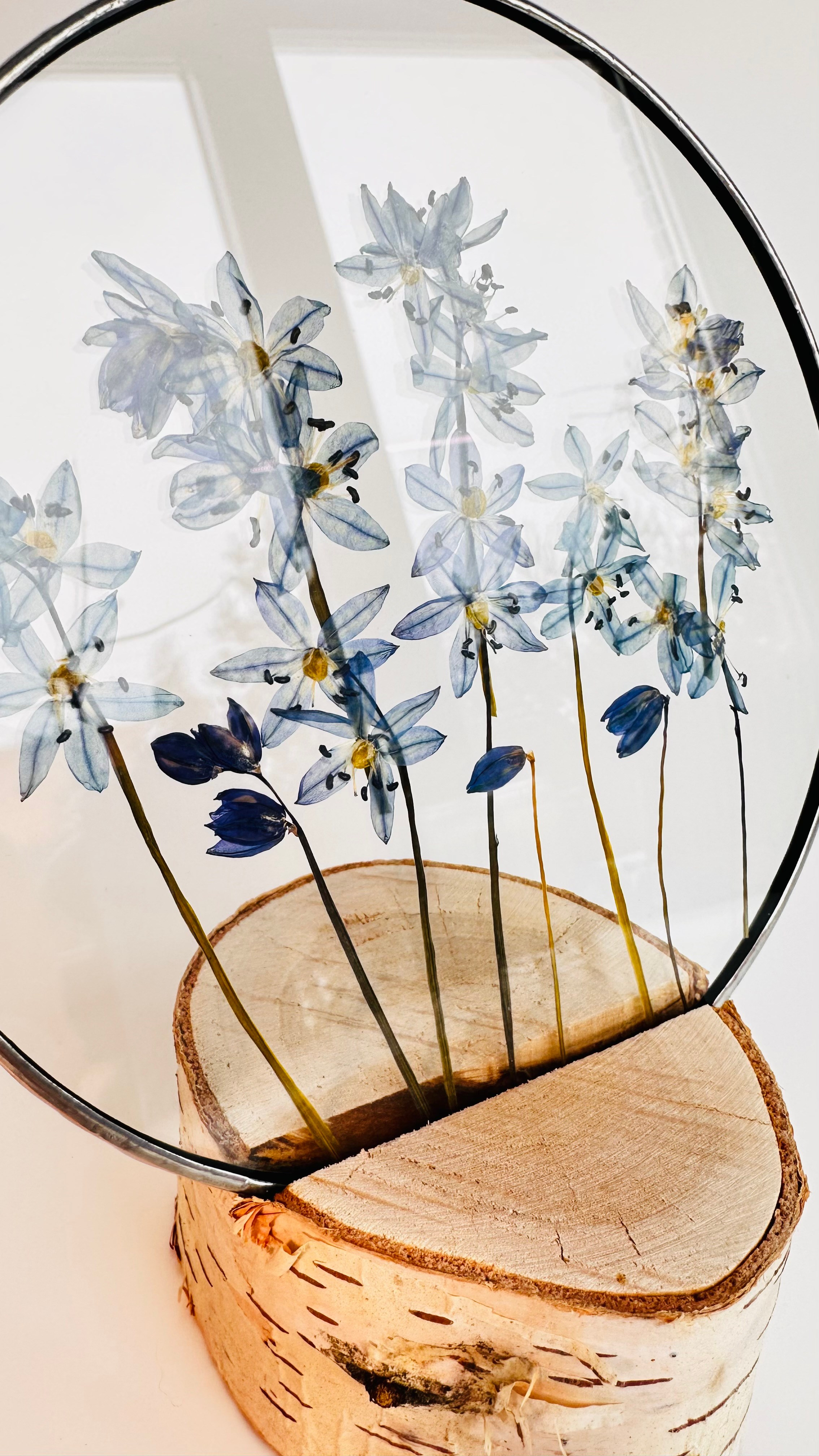 Гербарий в стекле с сухоцветами (витраж в технике тиффани). Гербарий в стекле, интерьерные панно, витражи с сухоцветами в технике тиффани